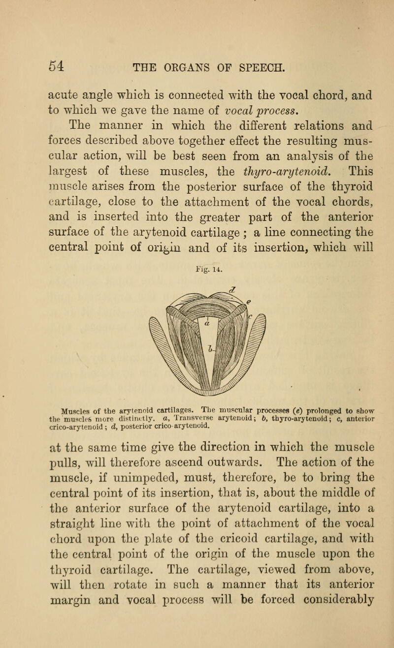 acute angle which is connected with the vocal chord, and to which we gave the name of vocal process. The manner in which the different relations and forces described above together effect the resulting mus- cular action, will be best seen from an analysis of the largest of these muscles, the thyro-arytenoid. This muscle arises from the posterior surface of the thyroid cartilage, close to the attachment of the vocal chords, and is inserted into the greater part of the anterior surface of the arytenoid cartilage ; a line connecting the central point of origin and of its insertion, which will Fig. 14. Muscles of the arytenoid cartilages. The muscular processes (e) prolonged to show the muscles more distinctly, a, Transverse arytenoid; b, thyro-arytenoid; c, anterior crico-arytenoid ; d, posterior crico arytenoid. at the same time give the direction in which the muscle pulls, will therefore ascend outwards. The action of the muscle, if unimpeded, must, therefore, be to bring the central point of its insertion, that is, about the middle of the anterior surface of the arytenoid cartilage, into a straight line with the point of attachment of the vocal chord upon the plate of the cricoid cartilage, and with the central point of the origin of the muscle upon the thyroid cartilage. The cartilage, viewed from above, will then rotate in such a manner that its anterior margin and vocal process will be forced considerably
