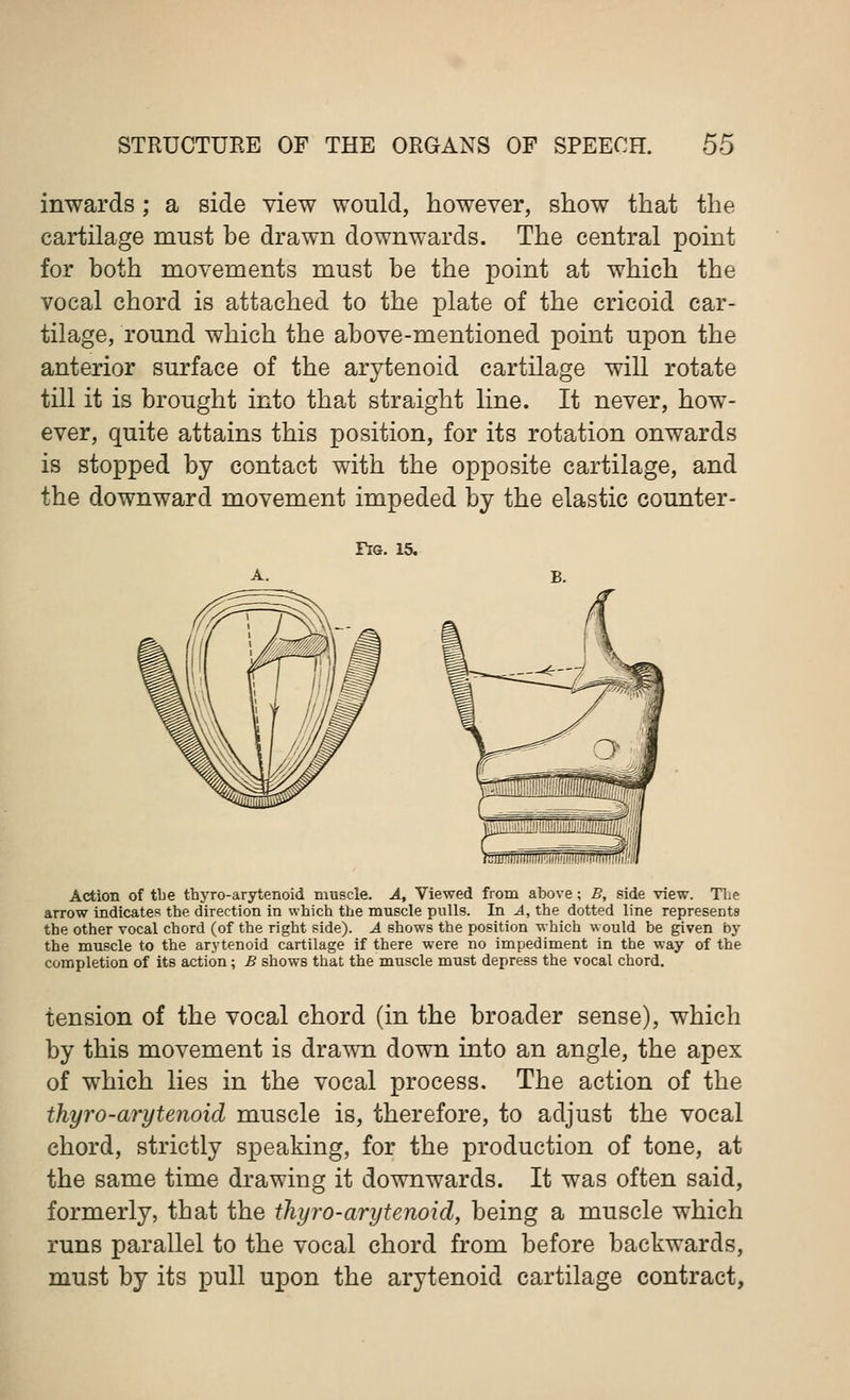 inwards; a side view would, however, show that the cartilage must be drawn downwards. The central point for both movements must be the point at which the vocal chord is attached to the plate of the cricoid car- tilage, round which the above-mentioned point upon the anterior surface of the arytenoid cartilage will rotate till it is brought into that straight line. It never, how- ever, quite attains this position, for its rotation onwards is stopped by contact with the opposite cartilage, and the downward movement impeded by the elastic counter- Fig. 15. Action of the thyro-arytenoid muscle. A, Viewed from above; B, side view. The arrow indicates the direction in which the muscle pulls. In A, the dotted line represents the other vocal chord (of the right side). A shows the position which would be given by the muscle to the arytenoid cartilage if there were no impediment in the way of the completion of its action; B shows that the muscle must depress the vocal chord. tension of the vocal chord (in the broader sense), which by this movement is drawn down into an angle, the apex of which lies in the vocal process. The action of the thyro-arytenoid muscle is, therefore, to adjust the vocal chord, strictly speaking, for the production of tone, at the same time drawing it downwards. It was often said, formerly, that the thyro-arytenoid, being a muscle which runs parallel to the vocal chord from before backwards, must by its pull upon the arytenoid cartilage contract,