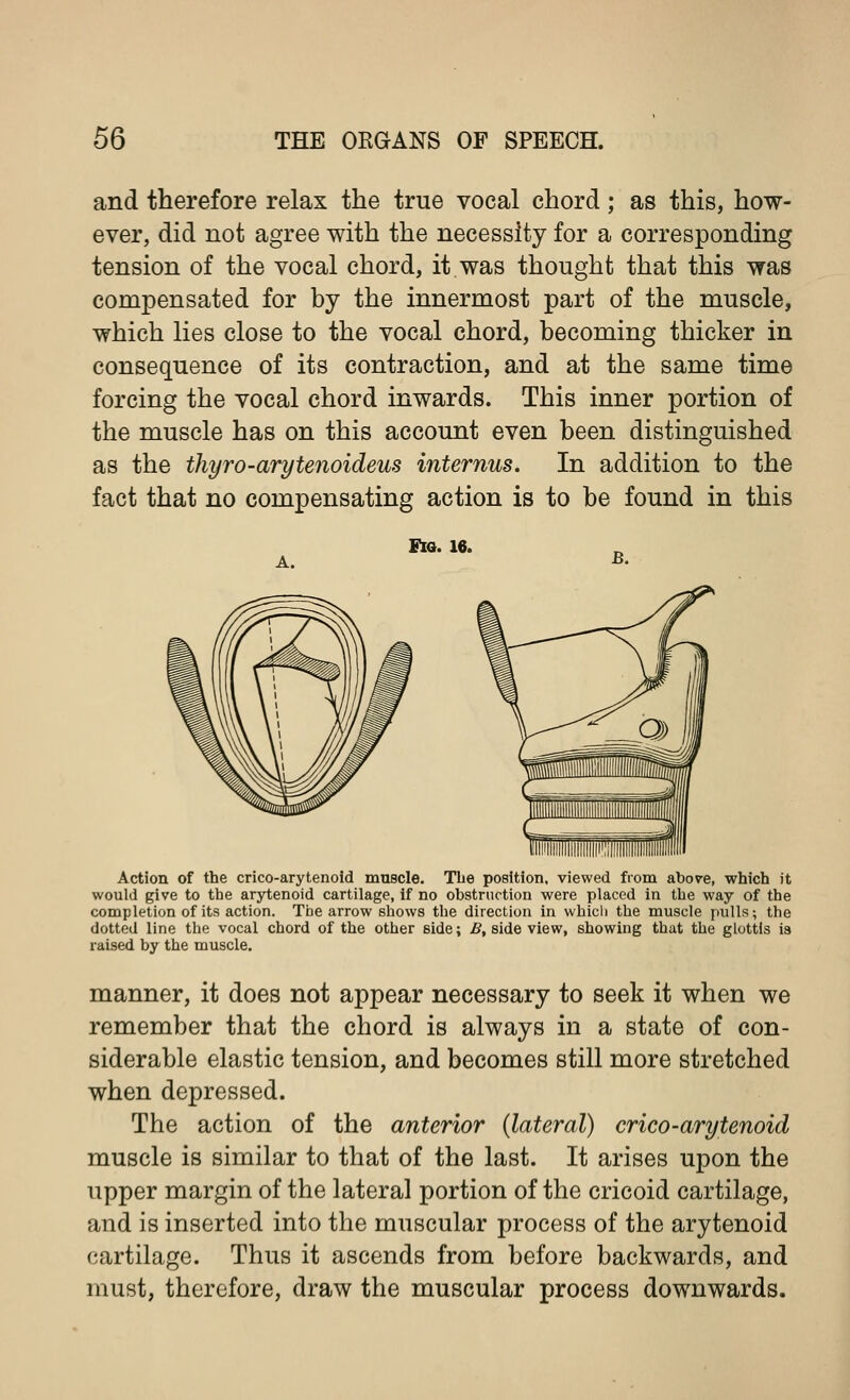 and therefore relax the true vocal chord; as this, how- ever, did not agree with the necessity for a corresponding tension of the vocal chord, it was thought that this was compensated for by the innermost part of the muscle, which lies close to the vocal chord, becoming thicker in consequence of its contraction, and at the same time forcing the vocal chord inwards. This inner portion of the muscle has on this account even been distinguished as the thyro-arytenoideus interims. In addition to the fact that no compensating action is to be found in this Ite. 16. Action of the crico-arytenoid muscle. The position, viewed from above, which it would give to the arytenoid cartilage, if no obstruction were placed in the way of the completion of its action. The arrow shows the direction in which the muscle pulls-, the dotted line the vocal chord of the other side; B, side view, showing that the glottis is raised by the muscle. manner, it does not appear necessary to seek it when we remember that the chord is always in a state of con- siderable elastic tension, and becomes still more stretched when depressed. The action of the anterior (lateral) crico-arytenoid muscle is similar to that of the last. It arises upon the upper margin of the lateral portion of the cricoid cartilage, and is inserted into the muscular process of the arytenoid cartilage. Thus it ascends from before backwards, and must, therefore, draw the muscular process downwards.