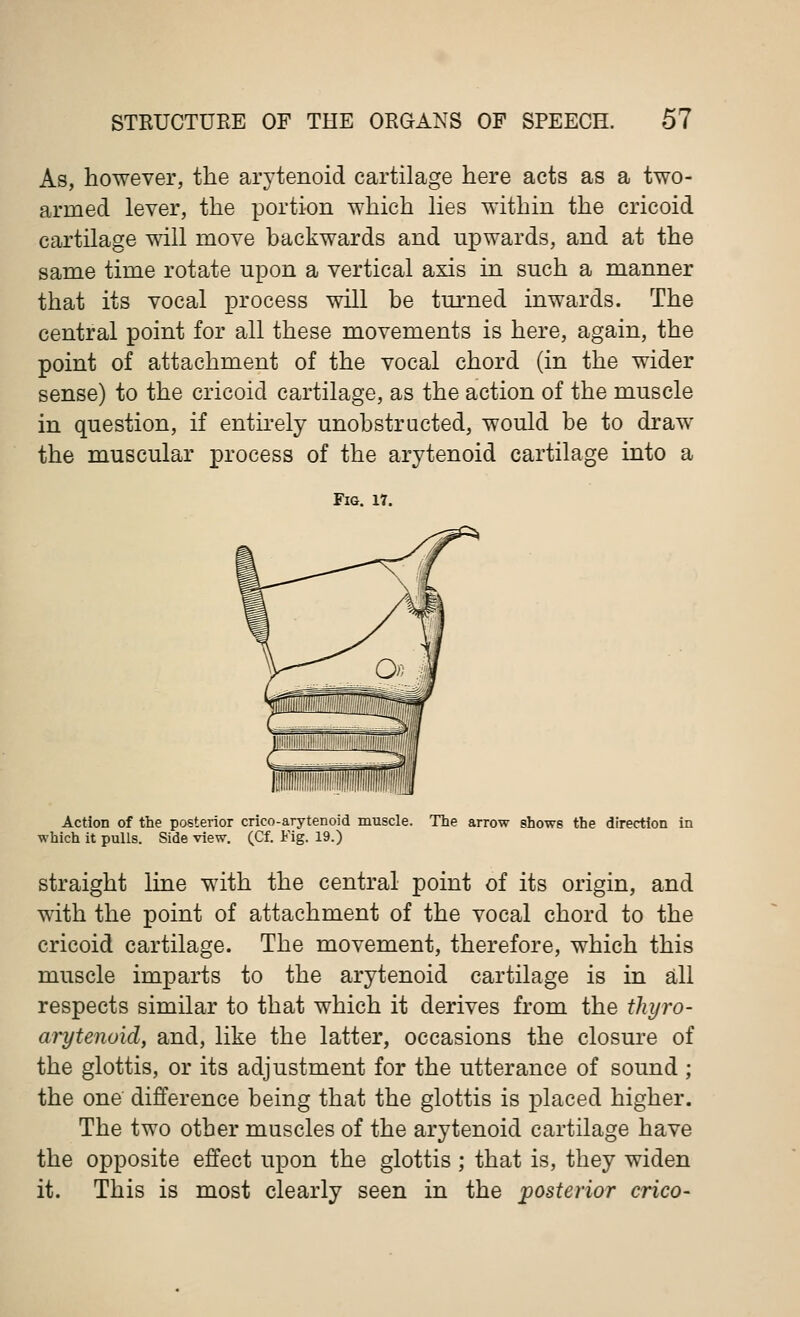 As, however, the arytenoid cartilage here acts as a two- arrned lever, the portion which lies within the cricoid cartilage will move backwards and upwards, and at the same time rotate upon a vertical axis in such a manner that its vocal process will be turned inwards. The central point for all these movements is here, again, the point of attachment of the vocal chord (in the wider sense) to the cricoid cartilage, as the action of the muscle in question, if entirely unobstructed, would be to draw the muscular process of the arytenoid cartilage into a Fig. 17. Action of the posterior crieo-arytenoid muscle. The arrow shows the direction in which it pulls. Side view. (Cf. Fig. 19.) straight line with the central point of its origin, and with the point of attachment of the vocal chord to the cricoid cartilage. The movement, therefore, which this muscle imparts to the arytenoid cartilage is in all respects similar to that which it derives from the thyro- arytenoid, and, like the latter, occasions the closure of the glottis, or its adjustment for the utterance of sound ; the one difference being that the glottis is placed higher. The two other muscles of the arytenoid cartilage have the opposite effect upon the glottis ; that is, they widen it. This is most clearly seen in the posterior crico-