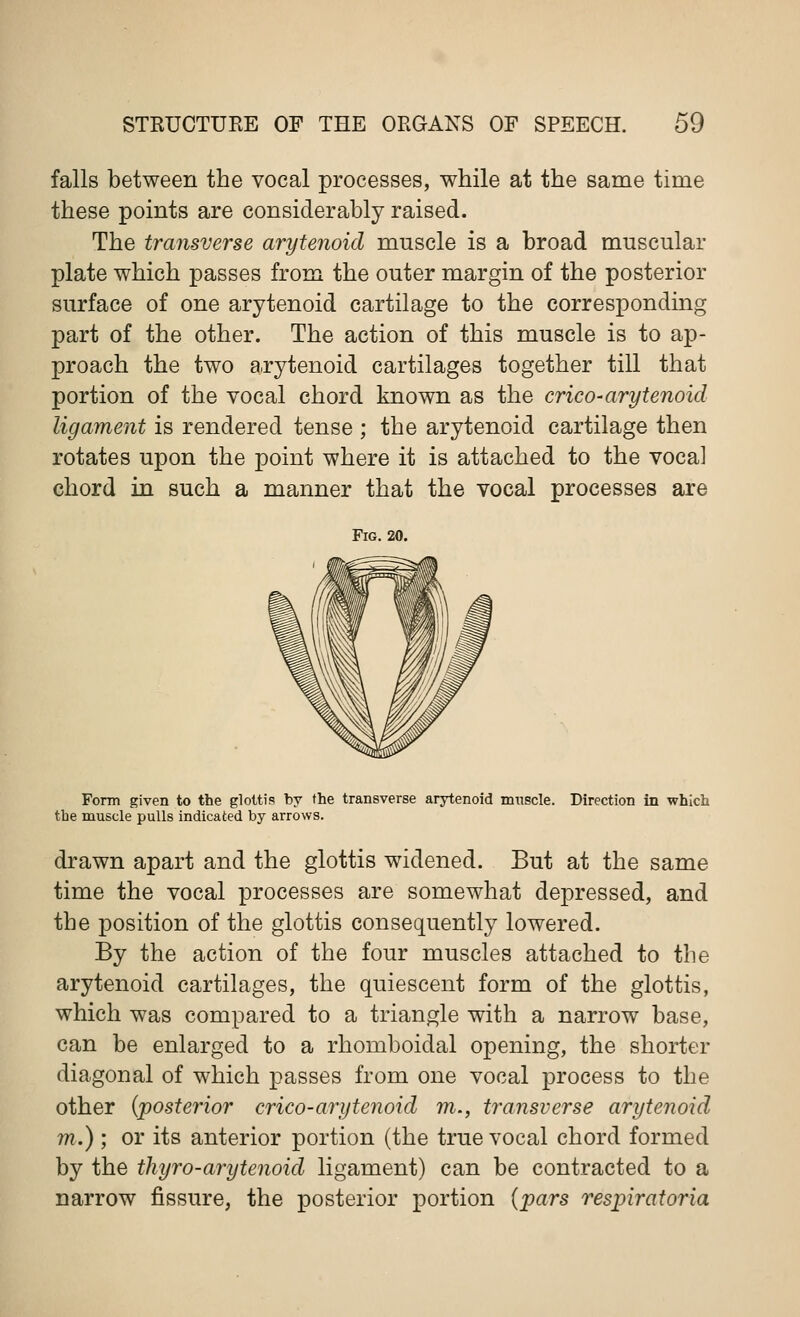 falls between the vocal processes, while at the same time these points are considerably raised. The transverse arytenoid muscle is a broad muscular plate which passes from the outer margin of the posterior surface of one arytenoid cartilage to the corresponding part of the other. The action of this muscle is to ap- proach the two arytenoid cartilages together till that portion of the vocal chord known as the crico* arytenoid ligament is rendered tense ; the arytenoid cartilage then rotates upon the point where it is attached to the vocal chord in such a manner that the vocal processes are Fig. 20. Form given to the glottis by the transverse arytenoid muscle. Direction in which tbe muscle pulls indicated by arrows. drawn apart and the glottis widened. But at the same time the vocal processes are somewhat depressed, and the position of the glottis consequently lowered. By the action of the four muscles attached to the arytenoid cartilages, the quiescent form of the glottis, which was compared to a triangle with a narrow base, can be enlarged to a rhomboidal opening, the shorter diagonal of which passes from one vocal process to the other {posterior crico-arytenoid m., transverse arytenoid m.); or its anterior portion (the true vocal chord formed by the thyro-arytenoid ligament) can be contracted to a narrow fissure, the posterior portion (pars respiratoria