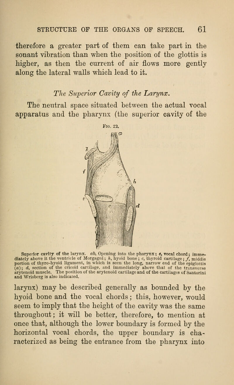 therefore a greater part of them can take part in the sonant vibration than when the position of the glottis is higher, as then the current of air flows more gently along the lateral walls which lead to it. The Superior Cavity of the Larynx. The neutral space situated between the actual vocal apparatus and the pharynx (the superior cavity of the Fig. 22. Superior cavity of the larynx, ab, Opening into the pharynx; e, vocal chord; imme- diately above it the ventricle of Morgagni; h, hyoid bone ; c, thyroid cartilage; /, middle portion of thyro-hyoid ligament, in which is seen the long, narrow end of the epiglottis (a); d, section of the cricoid cartilage, and immediately above that of the transverse arytenoid muscle. The position of the arytenoid cartilage and of the cartilages of Santorini and Wrisberg is also indicated. larynx) may be described generally as bounded by the hyoid bone and the vocal chords; this, however, would seem to imply that the height of the cavity was the same throughout; it will be better, therefore, to mention at once that, although the lower boundary is formed by the horizontal vocal chords, the upper boundary is cha- racterized as being the entrance from the pharynx into