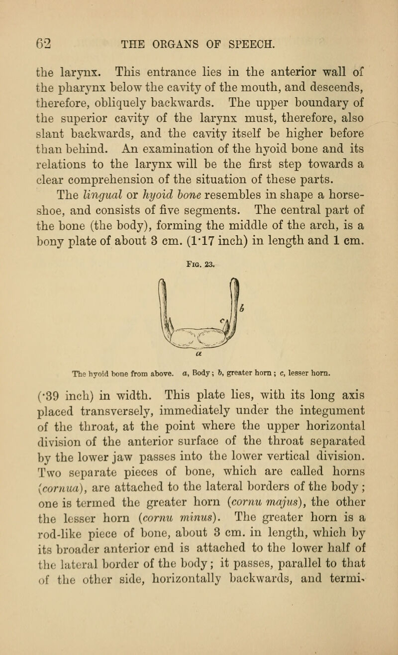the larynx. This entrance lies in the anterior wall of the pharynx below the cavity of the mouth, and descends, therefore, obliquely backwards. The upper boundary of the superior cavity of the larynx must, therefore, also slant backwards, and the cavity itself be higher before than behind. An examination of the hyoid bone and its relations to the larynx will be the first step towards a clear comprehension of the situation of these parts. The lingual or hyoid bone resembles in shape a horse- shoe, and consists of five segments. The central part of the bone (the body), forming the middle of the arch, is a bony plate of about 3 cm. (1*17 inch) in length and 1 cm. Fig. 23. The hyoid hone from ahove. a, Body; b, greater horn; c, lesser horn. (•39 inch) in width. This plate lies, with its long axis placed transversely, immediately under the integument of the throat, at the point where the upper horizontal division of the anterior surface of the throat separated by the lower jaw passes into the lower vertical division. Two separate pieces of bone, which are called horns (cornua), are attached to the lateral borders of the body; one is termed the greater horn {cornu majus), the other the lesser horn (cornu minus). The greater horn is a rod-like piece of bone, about 3 cm. in length, which by its broader anterior end is attached to the lower half of the lateral border of the body; it passes, parallel to that of the other side, horizontally backwards, and termi>