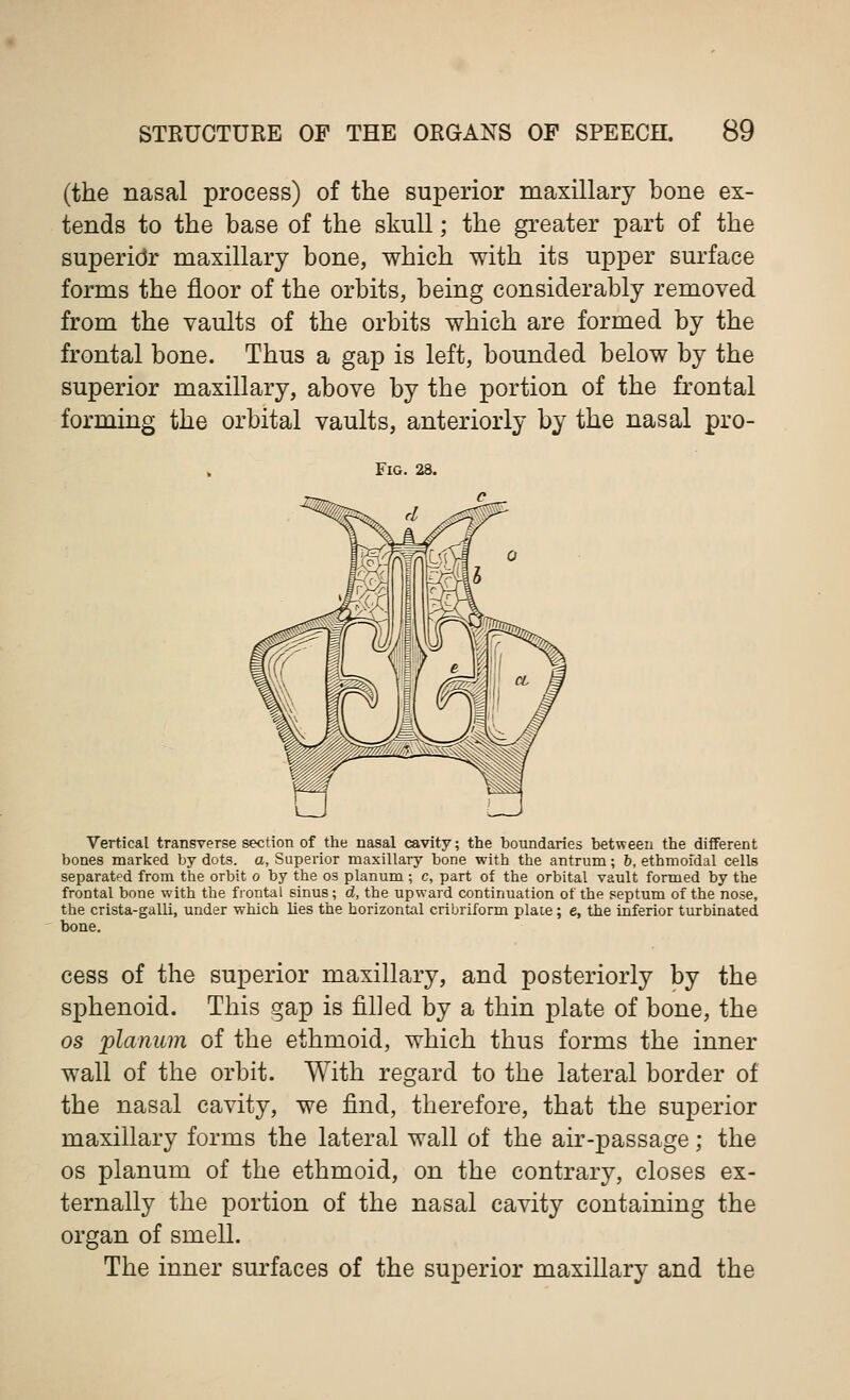 (the nasal process) of the superior maxillary bone ex- tends to the base of the skull; the greater part of the superidr maxillary bone, which with its upper surface forms the floor of the orbits, being considerably removed from the vaults of the orbits which are formed by the frontal bone. Thus a gap is left, bounded below by the superior maxillary, above by the portion of the frontal forming the orbital vaults, anteriorly by the nasal pro- FlG. 28. Vertical transverse section of the nasal cavity; the boundaries between the different bones marked by dots, a, Superior maxillary bone with the antrum; b, ethmoidal cells separated from the orbit o by the os planum ; c, part of the orbital vault formed by the frontal bone with the frontal sinus; d, the upward continuation of the septum of the nose, the crista-galli, under which lies the horizontal cribriform plate; e, the inferior turbinated bone. cess of the superior maxillary, and posteriorly by the sphenoid. This gap is filled by a thin plate of bone, the os planum of the ethmoid, which thus forms the inner wall of the orbit. With regard to the lateral border of the nasal cavity, we find, therefore, that the superior maxillary forms the lateral wall of the air-passage; the os planum of the ethmoid, on the contrary, closes ex- ternally the portion of the nasal cavity containing the organ of smell. The inner surfaces of the superior maxillary and the