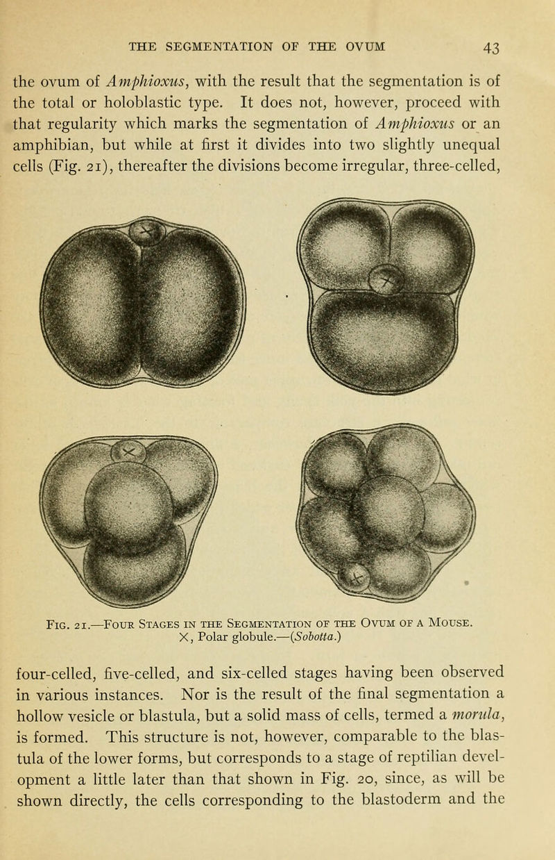 the ovum of Amphioxus, with the result that the segmentation is of the total or holoblastic type. It does not, however, proceed with that regularity which marks the segmentation of Amphioxus or an amphibian, but while at first it divides into two slightly unequal cells (Fig. 21), thereafter the divisions become irregular, three-celled, Fig. 21.—Four Stages in the Segmentation of the Ovum of a Mouse. X, Polar globule.—{Sobolta.) four-celled, five-celled, and six-celled stages having been observed in various instances. Nor is the result of the final segmentation a hollow vesicle or blastula, but a solid mass of cells, termed a morula, is formed. This structure is not, however, comparable to the blas- tula of the lower forms, but corresponds to a stage of reptilian devel- opment a little later than that shown in Fig. 20, since, as will be shown directly, the cells corresponding to the blastoderm and the