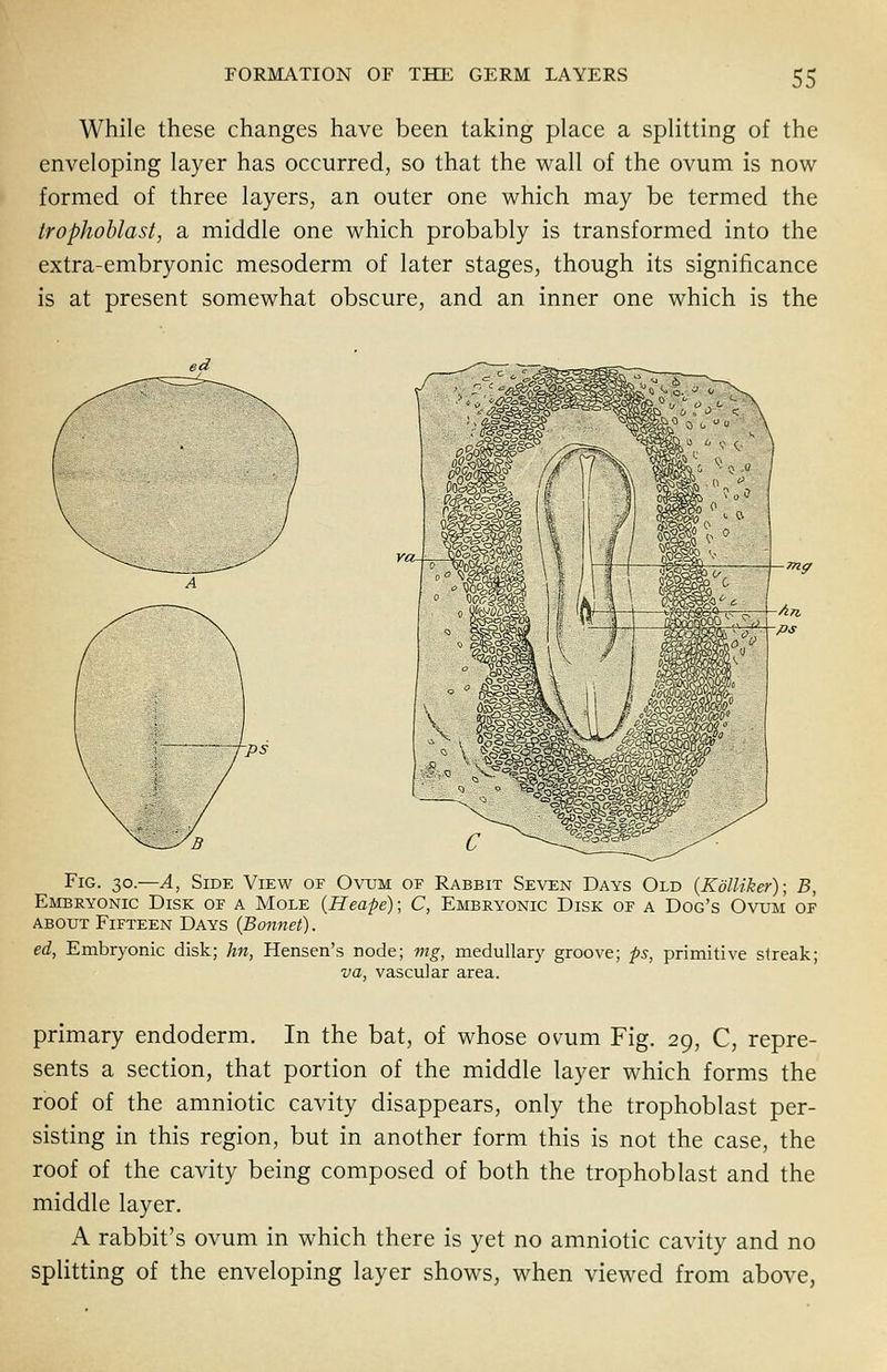 While these changes have been taking place a splitting of the enveloping layer has occurred, so that the wall of the ovum is now formed of three layers, an outer one which may be termed the trophoblast, a middle one which probably is transformed into the extra-embryonic mesoderm of later stages, though its significance is at present somewhat obscure, and an inner one which is the Fig. 30.—A, Side View of Ovum of Rabbit Seven Days Old {Kdlliker); B, Embryonic Disk of a Mole (Heape); C, Embryonic Disk of a Dog's Ovum of about Fifteen Days (Bonnet). ed, Embryonic disk; hn, Hensen's node; mg, medullary groove; ps, primitive streak; va, vascular area. primary endoderm. In the bat, of whose ovum Fig. 29, C, repre- sents a section, that portion of the middle layer which forms the roof of the amniotic cavity disappears, only the trophoblast per- sisting in this region, but in another form this is not the case, the roof of the cavity being composed of both the trophoblast and the middle layer. A rabbit's ovum in which there is yet no amniotic cavity and no splitting of the enveloping layer shows, when viewed from above,