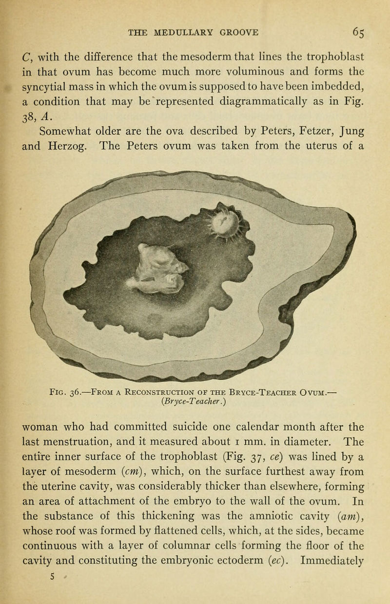 C, with the difference that the mesoderm that lines the trophoblast in that ovum has become much more voluminous and forms the syncytial mass in which the ovum is supposed to have been imbedded, a condition that may be represented diagrammatically as in Fig. 38, A. Somewhat older are the ova described by Peters, Fetzer, Jung and Herzog. The Peters ovum was taken from the uterus of a Fig. 36. -From a Reconstruction of the Bryce-Teacher Ovum.— (Bryce-Teacher.) woman who had committed suicide one calendar month after the last menstruation, and it measured about 1 mm. in diameter. The entire inner surface of the trophoblast (Fig. 37, ce) was lined by a layer of mesoderm {cm), which, on the surface furthest away from the uterine cavity, was considerably thicker than elsewhere, forming an area of attachment of the embryo to the wall of the ovum. In the substance of this thickening was the amniotic cavity (am), whose roof was formed by flattened cells, which, at the sides, became continuous with a layer of columnar cells forming the floor of the cavity and constituting the embryonic ectoderm (ec). Immediately 5