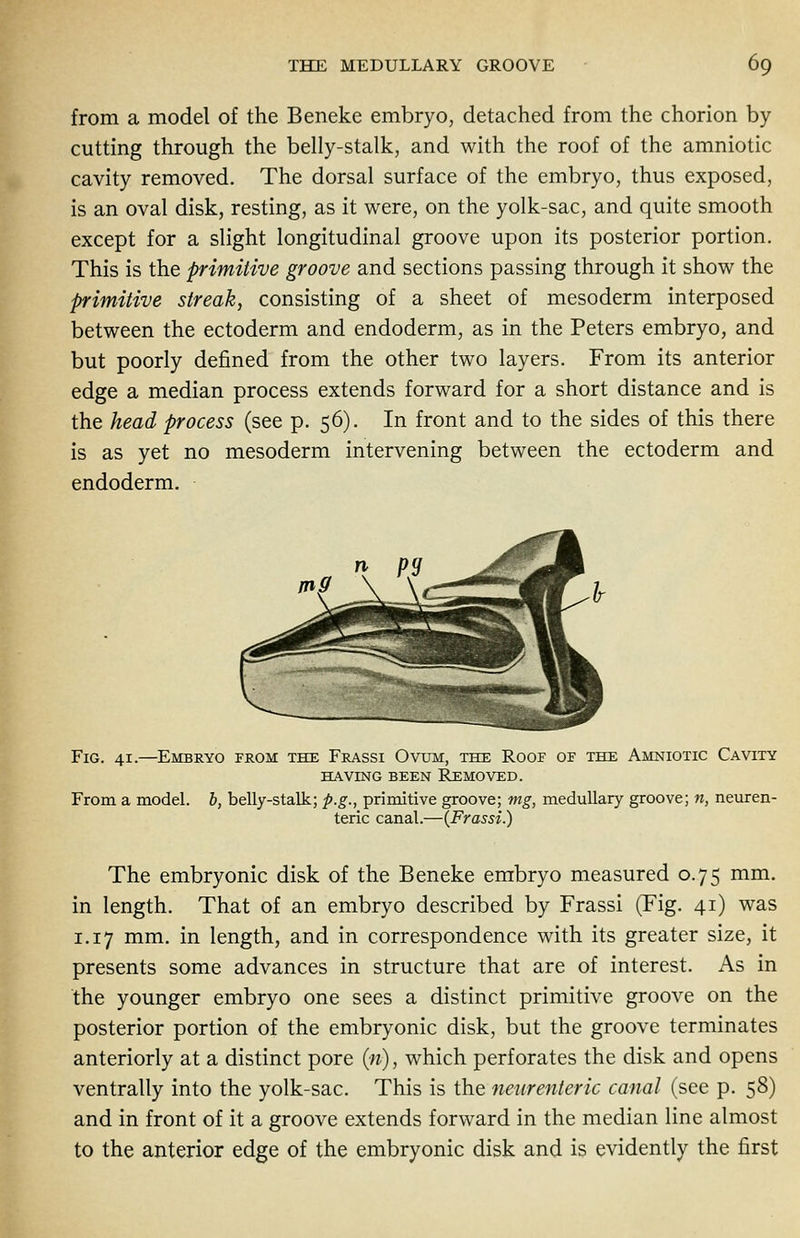 from a model of the Beneke embryo, detached from the chorion by cutting through the belly-stalk, and with the roof of the amniotic cavity removed. The dorsal surface of the embryo, thus exposed, is an oval disk, resting, as it were, on the yolk-sac, and quite smooth except for a slight longitudinal groove upon its posterior portion. This is the primitive groove and sections passing through it show the primitive streak, consisting of a sheet of mesoderm interposed between the ectoderm and endoderm, as in the Peters embryo, and but poorly defined from the other two layers. From its anterior edge a median process extends forward for a short distance and is the head process (see p. 56). In front and to the sides of this there is as yet no mesoderm intervening between the ectoderm and endoderm. Fig. 41.—Embryo from the Frassi Ovum, the Roof of the Amniotic Cavity having been removed. From a model, b, belly-stalk; p.g., primitive groove; mg, medullary groove; n, neuren- teric canal.—(Frassi.) The embryonic disk of the Beneke embryo measured 0.75 mm. in length. That of an embryo described by Frassi (Fig. 41) was 1.17 mm. in length, and in correspondence with its greater size, it presents some advances in structure that are of interest. As in the younger embryo one sees a distinct primitive groove on the posterior portion of the embryonic disk, but the groove terminates anteriorly at a distinct pore (w), which perforates the disk and opens ventrally into the yolk-sac. This is the neurenteric canal (see p. 58) and in front of it a groove extends forward in the median line almost to the anterior edge of the embryonic disk and is evidently the first