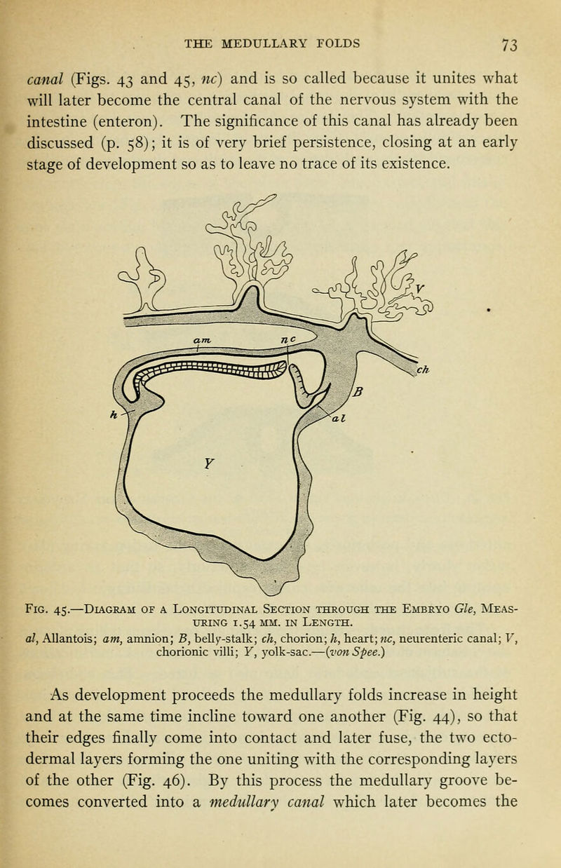 canal (Figs. 43 and 45, nc) and is so called because it unites what will later become the central canal of the nervous system with the intestine (enteron). The significance of this canal has already been discussed (p. 58); it is of very brief persistence, closing at an early stage of development so as to leave no trace of its existence. Fig. 45.—Diagram of a Longitudinal Section through the Embryo Gle, Meas- uring 1.54 mm. in Length. al, Allantois; am, amnion; B, belly-stalk; ch, chorion; h, heart; nc, neurenteric canal; V, chorionic villi; Y, yolk-sac.—(vonSpee.) As development proceeds the medullary folds increase in height and at the same time incline toward one another (Fig. 44), so that their edges finally come into contact and later fuse, the two ecto- dermal layers forming the one uniting with the corresponding layers of the other (Fig. 46). By this process the medullary groove be- comes converted into a medullary canal which later becomes the