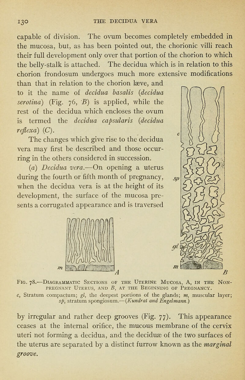 13° THE DECIDUA VERA capable of division. The ovum becomes completely embedded in the mucosa, but, as has been pointed out, the chorionic villi reach their full development only over that portion of the chorion to which the belly-stalk is attached. The decidua which is in relation to this chorion frondosum undergoes much more extensive modifications than that in relation to the chorion laeve, and to it the name of decidua basalts (decidua serotina) (Fig. 76, B) is applied, while the rest of the decidua which encloses the ovum is termed the decidua capsularis (decidua rejlexa) (C). The changes which give rise to the decidua vera may first be described and those occur- ring in the others considered in succession. (a) Decidua vera.—On opening a uterus during the fourth or fifth month of pregnancy, when the decidua vera is at the height of its development, the surface of the mucosa pre- sents a corrugated appearance and is traversed Fig. 78.—Diagrammatic Sections of the Uterine Mucosa, A, in the Non- pregnant Uterus, and B, at the Beginning of Pregnancy. c, Stratum compactum; gl, the deepest portions of the glands; m, muscular layer; sp, stratum spongiosum.—(Kundrat and Engelmann.) by irregular and rather deep grooves (Fig. 77). This appearance ceases at the internal orifice, the mucous membrane of the cervix uteri not forming a decidua, and the deciduae of the two surfaces of the uterus are separated by a distinct furrow known as the marginal groove.