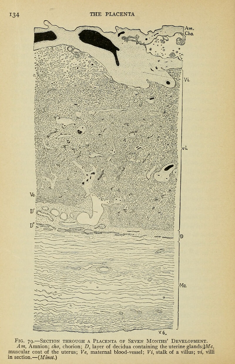 Fig. 79.—Section through a Placenta of Seven Months' Development. Am, Amnion; cho, chorion; D, layer of decidua containing the uterine glands;{Mc, muscular coat of the uterus; Ve, maternal blood-vessel; Vi, stalk of a villus; vi, villi in section.—(Minoi.)