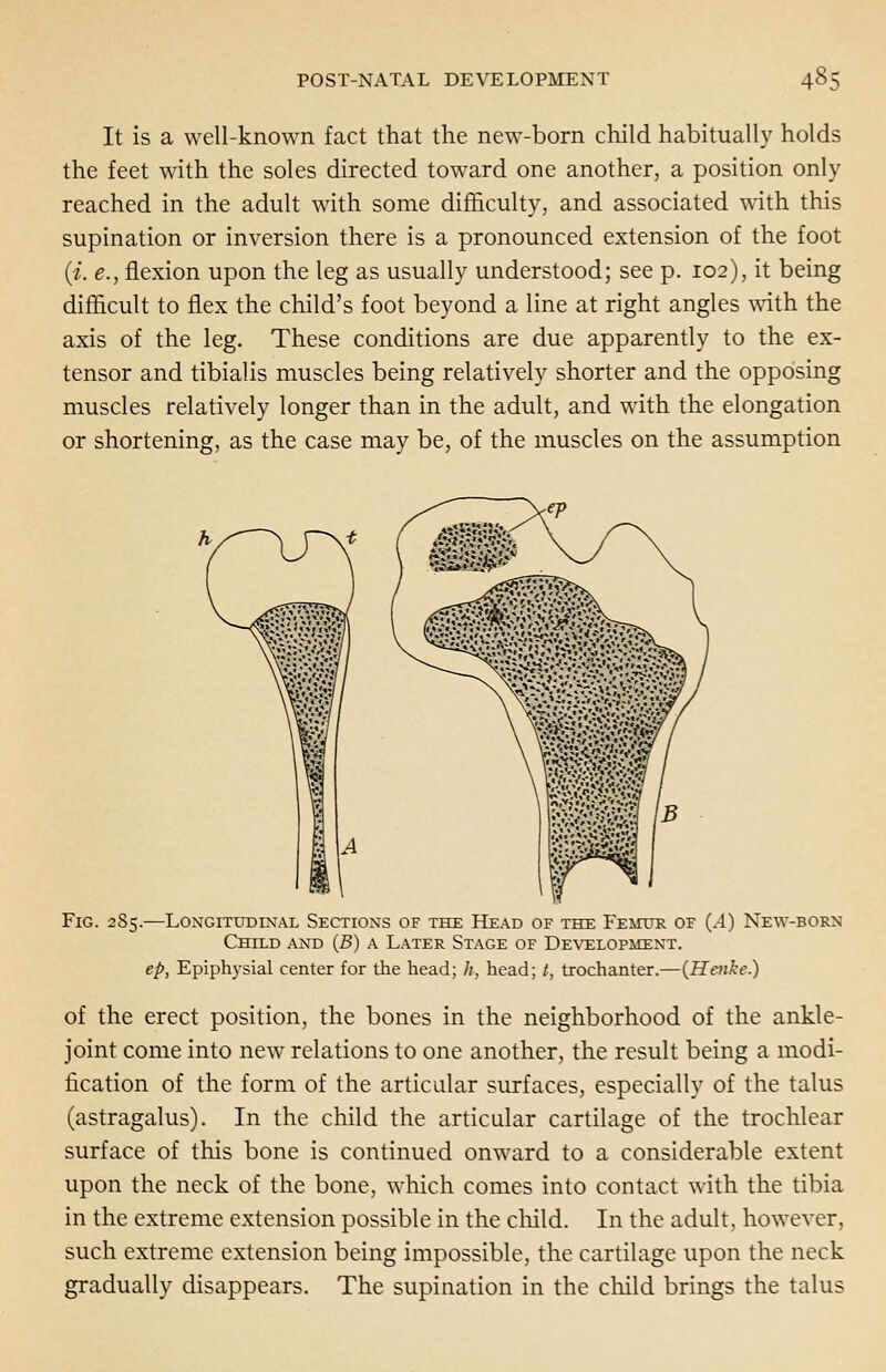 It is a well-known fact that the new-born child habitually holds the feet with the soles directed toward one another, a position only reached in the adult with some difficulty, and associated with this supination or inversion there is a pronounced extension of the foot (i. e., flexion upon the leg as usually understood; see p. 102), it being difficult to flex the child's foot beyond a line at right angles with the axis of the leg. These conditions are due apparently to the ex- tensor and tibialis muscles being relatively shorter and the opposing muscles relatively longer than in the adult, and with the elongation or shortening, as the case may be, of the muscles on the assumption Fig. 2S5.—Longitudinal Sections of the Head of the Femur of (.4) New-born Child and (B) a Later Stage of Development. ep, Epiphysial center for the head; h, head; /, trochanter.—(Henke.) of the erect position, the bones in the neighborhood of the ankle- joint come into new relations to one another, the result being a modi- fication of the form of the articular surfaces, especially of the talus (astragalus). In the child the articular cartilage of the trochlear surface of this bone is continued onward to a considerable extent upon the neck of the bone, which comes into contact with the tibia in the extreme extension possible in the child. In the adult, however, such extreme extension being impossible, the cartilage upon the neck gradually disappears. The supination in the child brings the talus