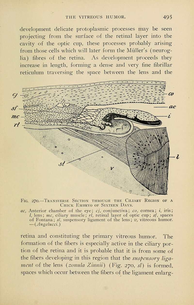 development delicate protoplasmic processes may be seen projecting from the surface of the retinal layer into the cavity of the optic cup, these processes probably arising from those cells which will later form the Miiller's (neurog- lia) fibres of the retina. As development proceeds they increase in length, forming a dense and very fine fibrillar reticulum traversing the space between the lens and the Fig. 2/0.—Transverse Section through the Ciliary Region of a Chick Embryo of Sixteen Days. ac, Anterior chamber of the eye; cj, conjunctiva; co, cornea; i, iris; I, lens; mc, ciliary muscle; rl, retinal layer of optic cup; sf, spaces of Fontana; si, suspensory ligament of the lens; v, vitreous humor. —(Angelucci.) retina and constituting the primary vitreous humor. The formation of the fibers is especially active in the ciliary por- tion of the retina and it is probable that it is from some of the fibers developing in this region that the suspensory liga- ment of the lens {aomila Zinnii) (Fig. 270, si) is formed, spaces which occur between the fibers of the ligament enlarg-