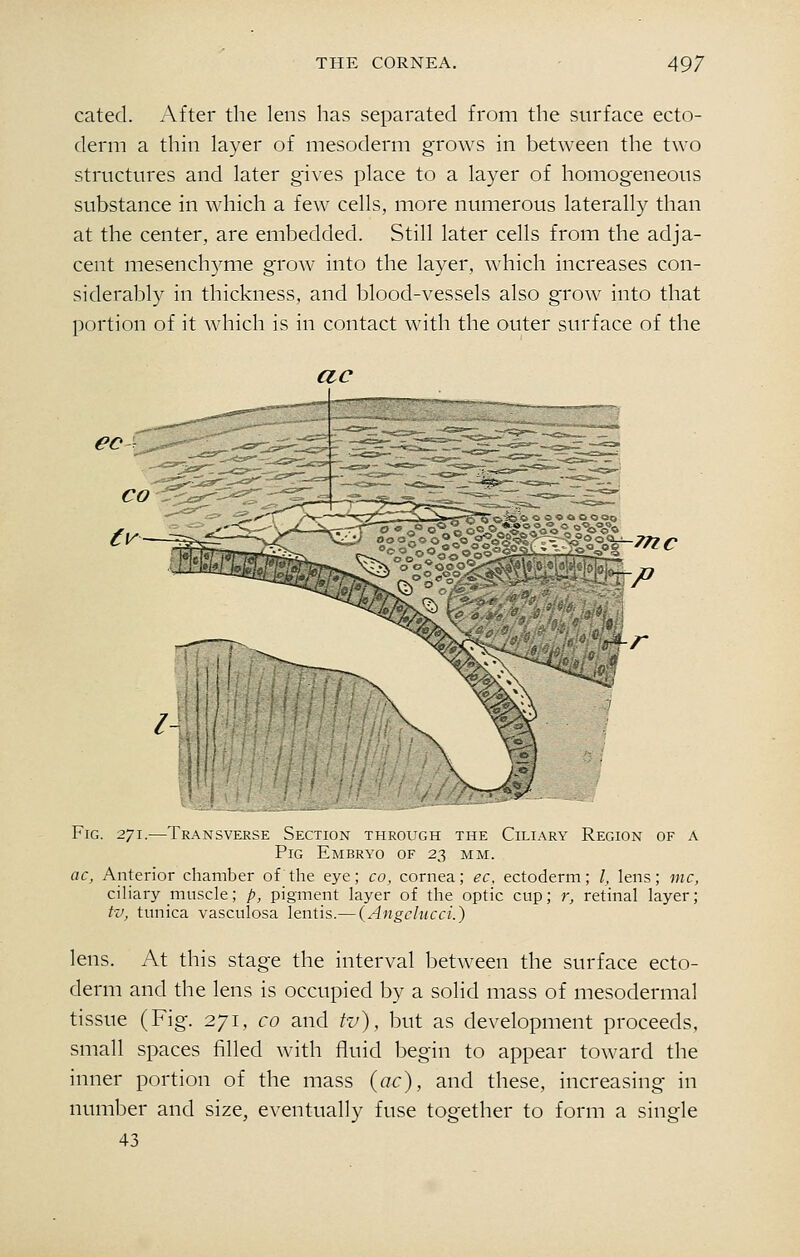 catecl. After the lens has separated from the surface ecto- derm a thin layer of mesoderm grows in between the two structures and later gives place to a layer of homogeneous substance in which a few cells, more numerous laterally than at the center, are embedded. Still later cells from the adja- cent mesenchyme grow into the layer, which increases con- siderably in thickness, and blood-vessels also gTow into that portion of it which is in contact with the outer surface of the ac Fig. 271.—Transverse Section through the Ciliary Region of a Pig Embryo of 23 mm. ac, Anterior chamber of'the eye; co, cornea; ec, ectoderm; /, lens; mc, ciliary muscle; p, pigment layer of the optic cup; r, retinal layer; tv, tunica vasculosa lentis.— (Angchicci.) lens. At this stage the interval between the surface ecto- derm and the lens is occupied by a solid mass of mesodermal tissue (Fig. 271, co and tv), but as development proceeds, small spaces filled with fluid begin to appear toward the inner portion of the mass (ac), and these, increasing in number and size, eventually fuse together to form a single 43