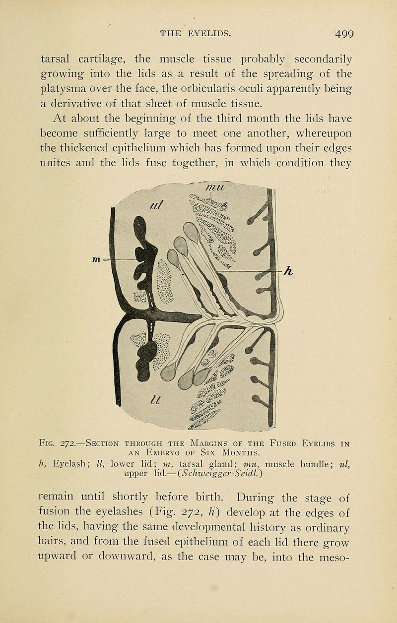 tarsal cartilage, the muscle tissue probably secondarily growing into the lids as a result of the spreading of the platysma over the face, the orbicularis oculi apparently being a derivative of that sheet of muscle tissue. At about the beginning of the third month the lids have become sufficiently larg^e to meet one another, whereupon the thickened epithelium which has formed upon their edges unites and the lids fuse together, in which condition they Fig. 272.—Section through the Margins of the Fused Eyelids in AN Embryo of Six Months. h, Eyelash; //, lower lid; m, tarsal gland; mu, muscle bundle; ul, upper lid.— {Schweigger-Seidl.) remain until shortly before birth. During the stage of fusion the eyelashes (Fig. 272, h) develop at the edges of the lids, having the same developmental history as ordinary hairs, and from the fused epithelium of each lid there grow- upward or downward, as the case may be, into the meso-