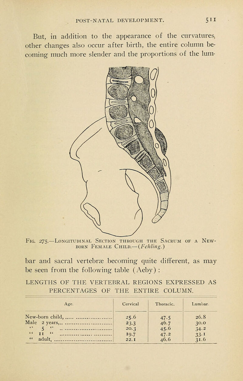 But, in addition to the appearance of the curvatures, other changes also occur after birth, the entire column be- coming much more slender and the proportions of the lum- FiG. 275.—Longitudinal Section through the Sacrum of a New- born Female Child.— (Fehling.) bar and sacral vertebrae becoming quite different, as may be seen from the following table (Aeby) : LENGTHS OF THE VERTEBRAL REGIONS EXPRESSED AS PERCENTAGES OF THE ENTIRE COLUMN. Lumbar. New-born child, Male 2 years  5   II   adult