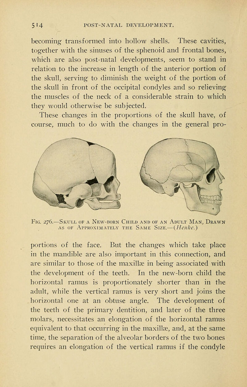 becoming transformed into hollow shells. These cavities, together with the sinuses of the sphenoid and frontal bones, which are also post-natal developments, seem to stand in relation to the increase in length of the anterior portion of the skull, serving to diminish the weight of the portion of the skull in front of the occipital condyles and so relieving the muscles of the neck of a considerable strain to which they would otherwise be subjected. These changes in the proportions of the skull have, of course, much to do with the changes in the general pro- FiG. 276.—Skull of a New-born Child and of an Adult Man, Drawn AS OF Approximately the Same Size.— (Hcnke.) portions of the face. But the changes which take place in the mandible are also important in this connection, and are similar to those of the maxillae in being associated with the development of the teeth. In the new-born child the horizontal ramus is proportionately shorter than in the adult, while the vertical ramus is very short and joins the horizontal one at an obtuse angle. The development of the teeth of the primary dentition, and later of the three molars, necessitates an elongation of the horizontal ramus equivalent to that occurring in the maxillae, and, at the same time, tlie separation of the alveolar borders of the two bones requires an elongation of the vertical ramus if the condyle