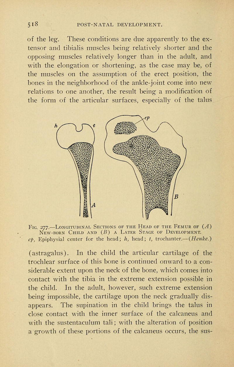 of the leg. These conditions are due apparently to the ex- tensor and tibialis muscles being relatively shorter and the opposing muscles relatively longer than in the adult, and with the elongation or shortening, as the case may be, of the muscles on the assumption of the erect position, the bones in the neighborhood of the ankle-joint come into new relations to one another, the result being a modification of the form of the articular surfaces, especially of the talus Fig. 277.—Longitudinal Sections of the Head of the Femur of (A) New-born Child and (B) a Later Stage of Development. ep, Epiphysial center for the head; h, head; t, trochanter.— (Henke.) (astragalus). In the child the articular cartilage of the trochlear surface of this bone is continued onward to a con- siderable extent upon the neck of the bone, which comes into contact with the tibia in the extreme extension possible in the child. In the adult, however, such extreme extension being impossible, the cartilage upon the neck gradually dis- appears. The supination in the child brings the talus in close contact with the inner surface of the calcaneus and with the sustentaculum tali; with the alteration of position a growth of these portions of the calcaneus occurs, the sus-
