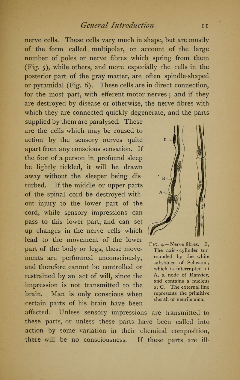 nerve cells. These cells vary much in shape, but are mostly of the form called multipolar, on account of the large number of poles or nerve fibres which spring from them (Fig. 5), while others, and more especially the cells in the posterior part of the gray matter, are often spindle-shaped or pyramidal (Fig. 6). These cells are in direct connection, for the most part, with efferent motor nerves ; and if they are destroyed by disease or otherwise, the nerve fibres with which they are connected quickly degenerate, and the parts supplied by them are paralysed. These are the cells which may be roused to action by the sensory nerves quite apart from any conscious sensation. If the foot of a person in profound sleep be lightly tickled, it will be drawn away without the sleeper being dis- turbed. If the middle or upper parts of the spinal cord be destroyed with- out injury to the lower part of the cord, while sensory impressions can pass to this lower part, and can set up changes in the nerve cells which lead to the movement of the lower part of the body or legs, these move- ments are performed unconsciously, and therefore cannot be controlled or restrained by an act of will, since the impression is not transmitted to the brain. Man is only conscious when certain parts of his brain have been affected. Unless sensory impressions are transmitted to these parts, or unless these parts have been called into action by some variation in their chemical composition, there will be no consciousness. If these parts are ill- Fig. 4.—Nerve fibres. JB, The axis - cylinder sur- rounded by the white substance of Schwann, which is interrupted at A, a node of Ranvier, and contains a nucleus at C. The external line represents the primitive sheath or neurilemma.