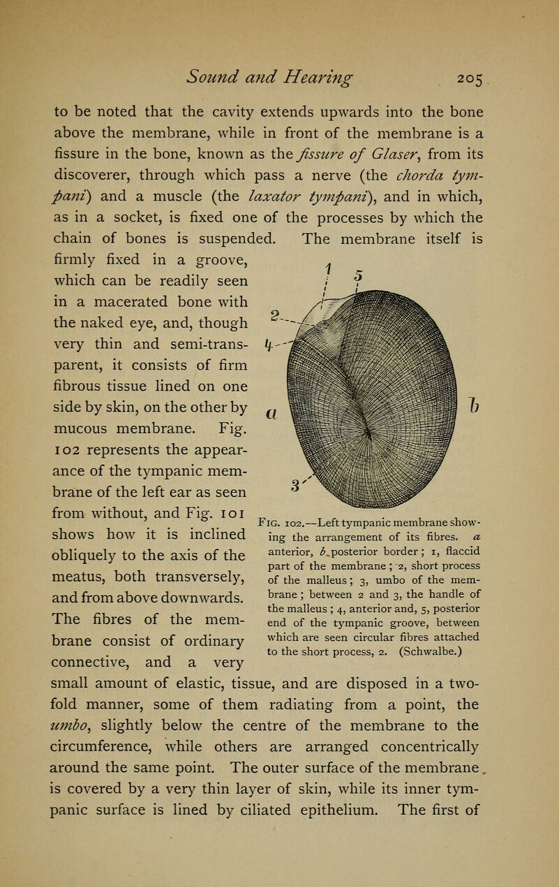 to be noted that the cavity extends upwards into the bone above the membrane, while in front of the membrane is a fissure in the bone, known as the fissure of G/aser, from its discoverer, through which pass a nerve (the chorda tym- fta?ii) and a muscle (the laxator tympani), and in which, as in a socket, is fixed one of the processes by which the chain of bones is suspended. The membrane itself is firmly fixed in a groove, which can be readily seen in a macerated bone with the naked eye, and, though very thin and semi-trans- parent, it consists of firm fibrous tissue lined on one side by skin, on the other by mucous membrane. Fig. 102 represents the appear- ance of the tympanic mem- brane of the left ear as seen from without, and Fig. 101 shows how it is inclined obliquely to the axis of the meatus, both transversely, and from above downwards. The fibres of the mem- brane consist of ordinary connective, and a very small amount of elastic, tissue, and are disposed in a two- fold manner, some of them radiating from a point, the tunbo, slightly below the centre of the membrane to the circumference, while others are arranged concentrically around the same point. The outer surface of the membrane . is covered by a very thin layer of skin, while its inner tym- panic surface is lined by ciliated epithelium. The first of Fig. 102.—Left tympanic membrane show- ing the arrangement of its fibres, a anterior, £ ..posterior border; i, flaccid part of the membrane ; 2, short process of the malleus; 3, umbo of the mem- brane ; between 2 and 3, the handle of the malleus ; 4, anterior and, 5, posterior end of the tympanic groove, between which are seen circular fibres attached to the short process, 2. (Schwalbe.)