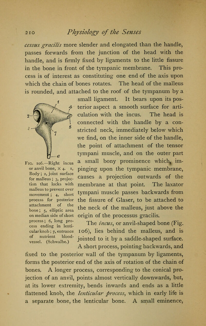 cessus gracilis more slender and elongated than the handle, passes forwards from the junction of the head with the handle, and is firmly fixed by ligaments to the little fissure in the bone in front of the tympanic membrane. This pro- cess is of interest as constituting one end of the axis upon which the chain of bones rotates. The head of the malleus is rounded, and attached to the roof of the tympanum by a small ligament. It bears upon its pos- terior aspect a smooth surface for arti- culation with the incus. The head is connected with the handle by a con- stricted neck, immediately below which we find, on the inner side of the handle, the point of attachment of the tensor tympani muscle, and on the outer part Right incus a sma^ bony prominence whicha im- pinging upon the tympanic membrane, causes a projection outwards of the tion that locks with membrane at that point. The laxator malleus to prevent over . , , , , r movement; 4, short tympani muscle passes backwards from process for posterior the fissure of Glaser, to be attached to attachment of the .-■ , c ,-, ,-, , ,-i , . „. „. the neck of the malleus, lust above the bone; 5, elliptic area ' •> on median side of short origin of the processus gracilis. process; 6, long pro- The . Qr anvil.shaped bone (Fig. cess ending in lenti- ' r v ° cuiarknob; 7, entrance 106), lies behind the malleus, and is jointed to it by a saddle-shaped surface. A short process, pointing backwards, and fixed to the posterior wall of the tympanum by ligaments, forms the posterior end of the axis of rotation of the chain of bones. A longer process, corresponding to the conical pro- jection of an anvil, points almost vertically downwards, but, at its lower extremity, bends inwards and ends as a little flattened knob, the lenticular process, which in early life is a separate bone, the lenticular bone. A small eminence, Fig. 106. or anvil bone, X 4. 1, Body ; 2, joint surface for malleus ; 3, projec- of nutrient blood- vessel. (Schwalbe.)