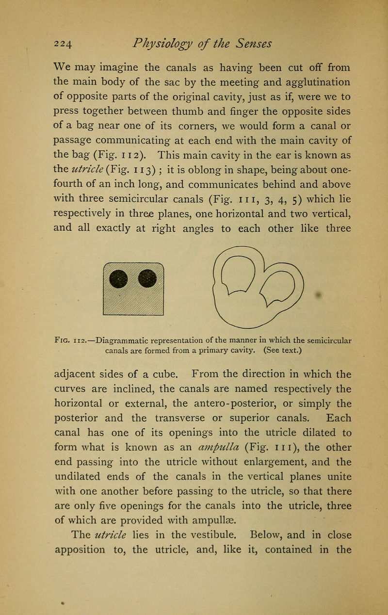 We may imagine the canals as having been cut off from the main body of the sac by the meeting and agglutination of opposite parts of the original cavity, just as if, were we to press together between thumb and finger the opposite sides of a bag near one of its corners, we would form a canal or passage communicating at each end with the main cavity of the bag (Fig. 112). This main cavity in the ear is known as the utricle (Fig. 113); it is oblong in shape, being about one- fourth of an inch long, and communicates behind and above with three semicircular canals (Fig. in, 3, 4, 5) which lie respectively in three planes, one horizontal and two vertical, and all exactly at right angles to each other like three Fig. 112.—Diagrammatic representation of the manner in which the semicircular canals are formed from a primary cavity. (See text.) adjacent sides of a cube. From the direction in which the curves are inclined, the canals are named respectively the horizontal or external, the antero-posterior, or simply the posterior and the transverse or superior canals. Each canal has one of its openings into the utricle dilated to form what is known as an ampulla (Fig. 111), the other end passing into the utricle without enlargement, and the undilated ends of the canals in the vertical planes unite with one another before passing to the utricle, so that there are only five openings for the canals into the utricle, three of which are provided with ampullae. The utricle lies in the vestibule. Below, and in close apposition to, the utricle, and, like it, contained in the