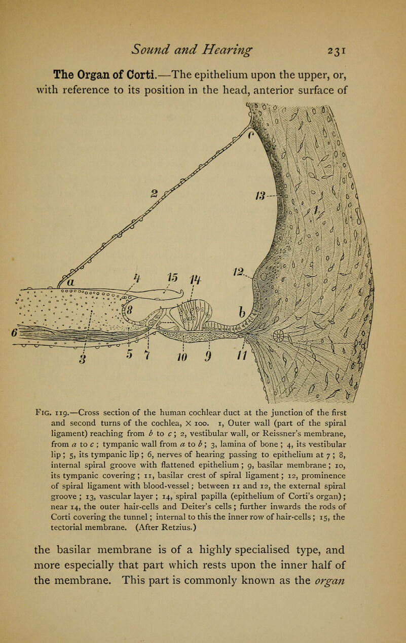 The Organ of Corti.—The epithelium upon the upper, or, with reference to its position in the head, anterior surface of Fig. 119.—Cross section of the human cochlear duct at the junction of the first and second turns of the cochlea, X 100. 1, Outer wall (part of the spiral ligament) reaching from b to c; 2, vestibular wall, or Reissner's membrane, from a to c ; tympanic wall from atob; 3, lamina of bone ; 4, its vestibular lip; 5, its tympanic lip ; 6, nerves of hearing passing to epithelium at 7 ; 8, internal spiral groove with flattened epithelium; 9, basilar membrane; 10, its tympanic covering ; 11, basilar crest of spiral ligament; 12, prominence of spiral ligament with blood-vessel; between 11 and 12, the external spiral groove ; 13, vascular layer ; 14, spiral papilla (epithelium of Corti's organ); near 14, the outer hair-cells and Deiter's cells; further inwards the rods of Corti covering the tunnel; internal to this the inner row of hair-cells; 15, the tectorial membrane. (After Retzius.) the basilar membrane is of a highly specialised type, and more especially that part which rests upon the inner half of the membrane. This part is commonly known as the organ