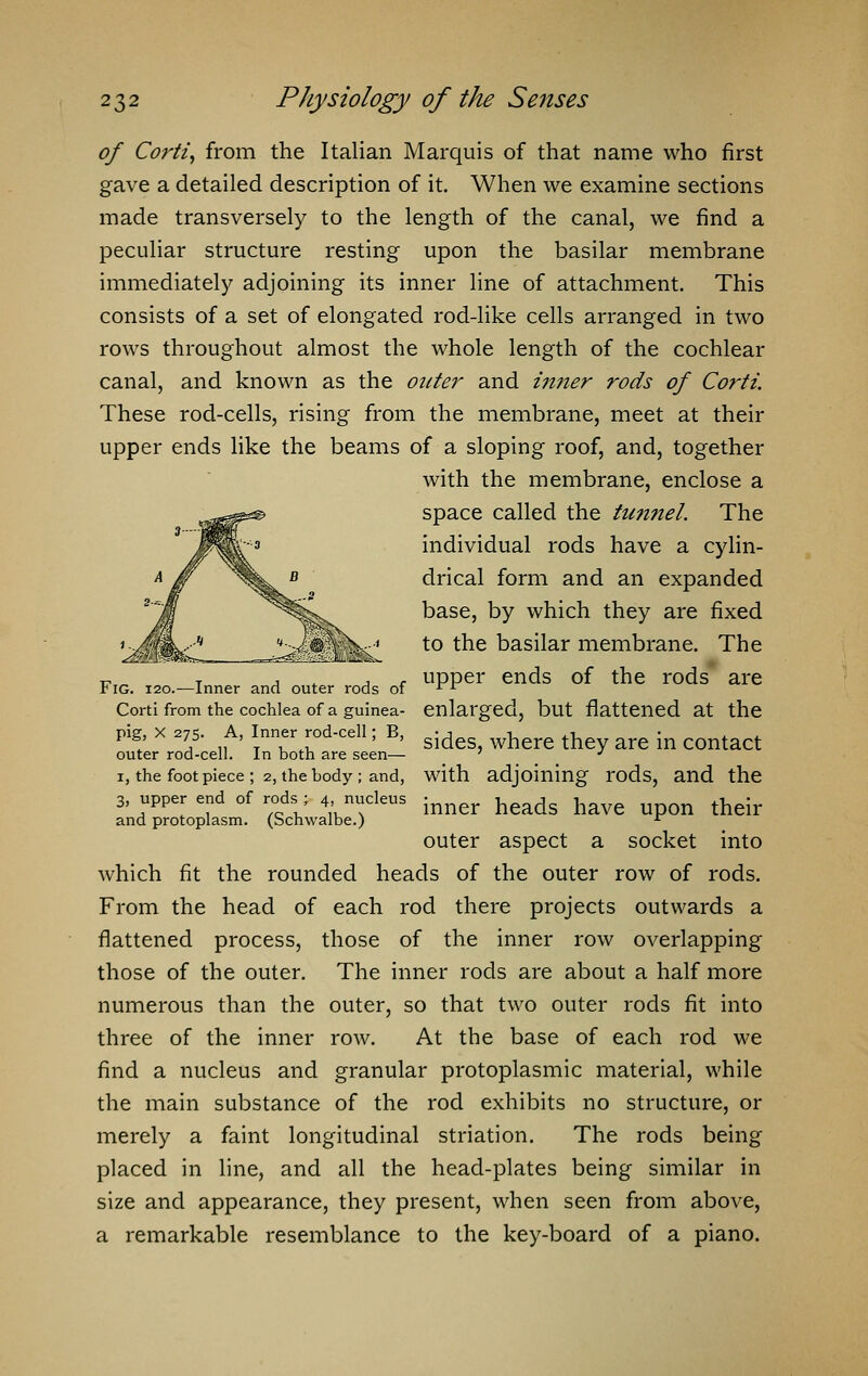 of Corti, from the Italian Marquis of that name who first gave a detailed description of it. When we examine sections made transversely to the length of the canal, we find a peculiar structure resting upon the basilar membrane immediately adjoining its inner line of attachment. This consists of a set of elongated rod-like cells arranged in two rows throughout almost the whole length of the cochlear canal, and known as the outer and inner rods of Corti. These rod-cells, rising from the membrane, meet at their upper ends like the beams of a sloping roof, and, together with the membrane, enclose a space called the tunnel. The individual rods have a cylin- drical form and an expanded base, by which they are fixed to the basilar membrane. The -r, T , . , , upper ends of the rods are r ig. 120.—Inner and outer rods of rr Corti from the cochlea of a guinea- enlarged, but flattened at the pig, X 275. A, Inner rod-cell; B, ^ where h . ^^ outer rod-cell. In both are seen— 7 J i, the foot piece; 2, the body; and, with adjoining rods, and the 3, upper end of rods ; 4 nucleus inner heads haye thdr and protoplasm, (bchwalbe.) r outer aspect a socket into which fit the rounded heads of the outer row of rods. From the head of each rod there projects outwards a flattened process, those of the inner row overlapping those of the outer. The inner rods are about a half more numerous than the outer, so that two outer rods fit into three of the inner row. At the base of each rod we find a nucleus and granular protoplasmic material, while the main substance of the rod exhibits no structure, or merely a faint longitudinal striation. The rods being placed in line, and all the head-plates being similar in size and appearance, they present, when seen from above, a remarkable resemblance to the key-board of a piano.