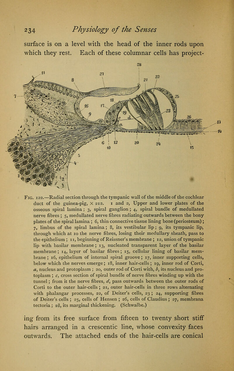 surface is on a level with the head of the inner rods upon which they rest. Each of these columnar cells has project- FiG. 122.—Radial section through the tympanic wall of the middle of the cochlear duct of the guinea-pig, X 212. 1 and 2, Upper and lower plates of the osseous spiral lamina; 3, spiral ganglion ; 4, spiral bundle of medullated nerve fibres ; 5, medullated nerve fibres radiating outwards between the bony plates of the spiral lamina ; 6, thin connective tissue lining bone (periosteum) ; 7, limbus of the spiral lamina; 8, its vestibular lip; 9, its tympanic lip, through which at 10 the nerve fibres, losing their medullary sheath, pass to the epithelium ; 11, beginning of Reissner's membrane ; 12, union of tympanic lip with basilar membrane; 13, nucleated transparent layer of the basilar membrane ; 14, layer of basilar fibres; 15, cellular lining of basilar mem- brane ; 16, epithelium of internal spiral groove; 17, inner supporting cells, below which the nerves emerge; 18, inner hair-cells ; 19, inner rod of Corti, a, nucleus and protoplasm ; 20, outer rod of Corti with, b, its nucleus and pro- toplasm ; c, cross section of spiral bundle of nerve fibres winding up with the tunnel; from it the nerve fibres, d, pass outwards between the outer rods of Corti to the outer hair-cells ; 21, outer hair-cells in three rows alternating with phalangar processes, 22, of Deiter's cells, 23 ; 24, supporting fibres of Deiter's cells ; 25, cells of Hensen ; 26, cells of Claudius ; 27, membrana tectoria ; 28, its marginal thickening. (Schwalbe.) ing from its free surface from fifteen to twenty short stiff hairs arranged in a crescentic line, whose convexity faces outwards. The attached ends of the hair-cells are conical ..-13