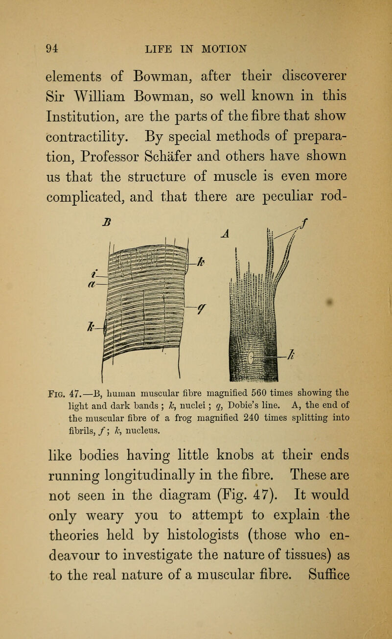 elements of Bowman, after their discoverer Sir William Bowman, so well known in this Institution, are the parts of the fibre that show contractility. By special methods of prepara- tion, Professor Schafer and others have shown us that the structure of muscle is even more complicated, and that there are peculiar rod- Fig. 47.—B, human muscular fibre magnified 560 times showing the light and dark bands ; k, nuclei; q, Dobie's line. A, the end of the muscular fibre of a frog magnified 240 times splitting into fibrils, /; k, nucleus. like bodies having little knobs at their ends running longitudinally in the fibre. These are not seen in the diagram (Fig. 47). It would only weary you to attempt to explain the theories held by histologists (those who en- deavour to investigate the nature of tissues) as to the real nature of a muscular fibre. Suffice