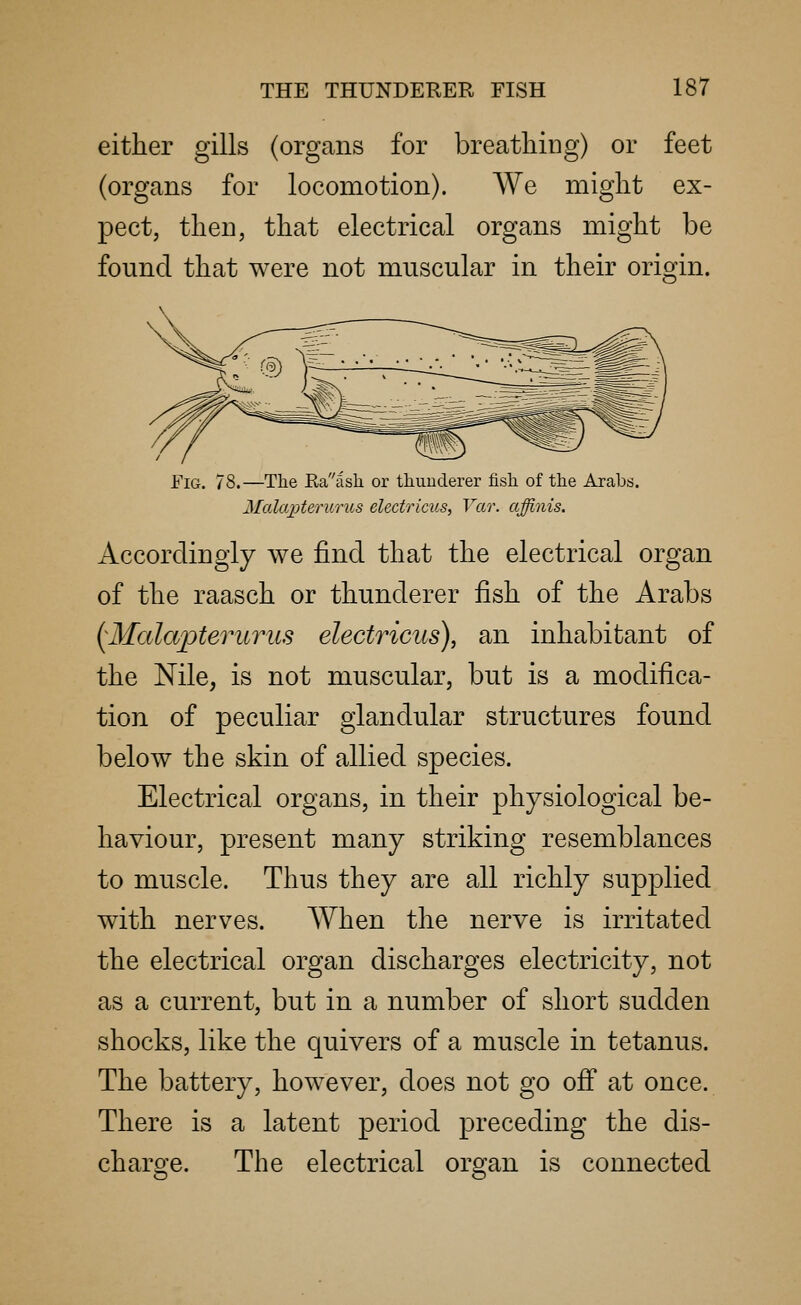 either gills (organs for breathing) or feet (organs for locomotion). We might ex- pect, then, that electrical organs might be found that were not muscular in their origin. Fig. 78.—The Kaash or thuuderer fish of the Arabs. Malapterunis electricus, Var. affinis. Accordingly we find that the electrical organ of the raasch or thunderer fish of the Arabs ^Malapterurus electricus), an inhabitant of the Nile, is not muscular, but is a modifica- tion of peculiar glandular structures found below the skin of allied species. Electrical organs, in their physiological be- haviour, present many striking resemblances to muscle. Thus they are all richly supplied with nerves. When the nerve is irritated the electrical organ discharges electricity, not as a current, but in a number of short sudden shocks, like the quivers of a muscle in tetanus. The battery, however, does not go off at once. There is a latent period preceding the dis- charge. The electrical organ is connected