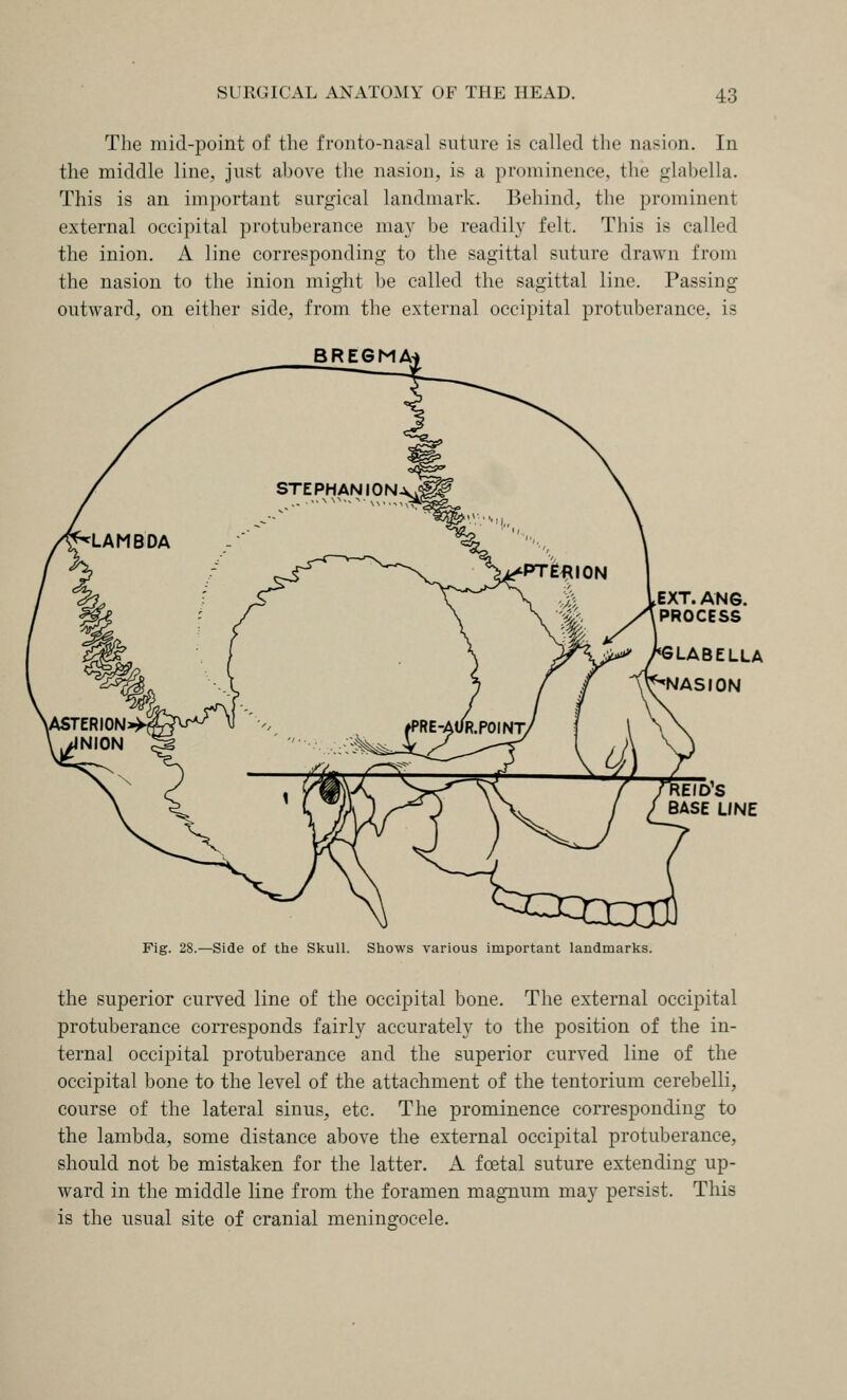 The mid-point of the f roiito-naf^al suture is called the nasion. In the middle line, just ahove the nasion, is a prominence, the glahella. This is an important surgical landmark. Behind, the prominent external occipital protuberance may be readily felt. This is called the inion. A line corresponding to the sagittal suture drawn from the nasion to the inion might be called the sagittal line. Passing outward, on either side, from the external occipital protuberance, is BREGMA EXT. AN6. PROCESS LABELLA NASION EID'S BASE LINE Fig. 28.—Side of the SkuU. Shows various important landmarks. the superior curved line of the occipital bone. The external occipital protuberance corresponds fairly accurately to the position of the in- ternal occipital protuberance and the superior curved line of the occipital bone to the level of the attachment of the tentorium cerebelli, course of the lateral sinus, etc. The prominence corresponding to the lambda, some distance above the external occipital protuberance, should not be mistaken for the latter. A foetal suture extending up- ward in the middle line from the foramen magnum may persist. This is the usual site of cranial meningocele.