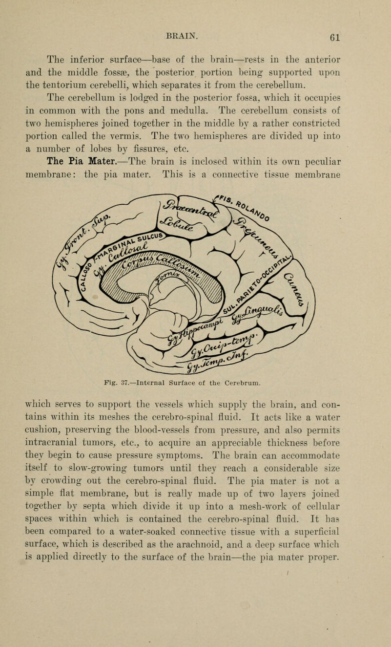 The inferior surface—base of the brain—rests in the anterior and the middle foss?e, the posterior portion being supported upon the tentorium cerebelli, which separates it from the cerebellum. The cerebellum is lodged in the posterior fossa, which it occupies in common with the pons and medulla. The cerebellum consists of two hemispheres joined together in the middle hx a rather constricted portion called the vermis. The two hemispheres are divided up into a number of lobes by fissures, etc. The Pia Mater.—The brain is inclosed within its own peculiar membrane: the pia mater. This is a connective tissue membrane Pig. 37.—Internal Surface of the Cerebrum. which serves to support the vessels which supply the In-aiu, and con- tains within its meshes the cerebro-spinal fluid. It acts like a water cushion^ preserving the blood-vessels from pressure, and also permits intracranial tumors, etc., to acquire an appreciable thickness before they begin to cause pressure symptoms. The brain can accommodate itself to slow-growing tumors until they reach a considerable size by crowding out the cerebro-spinal fluid. The pia mater is not a simple flat membrane, but is really made up of two layers joined together by septa which divide it up into a mesh-work of cellular spaces within which is contained the cerebro-spinal fluid. It has been compared to a water-soaked connective tissue with a superficial surface, which is described as the arachnoid, and a deep surface which is applied directly to the surface of the brain—the pia mater proper.