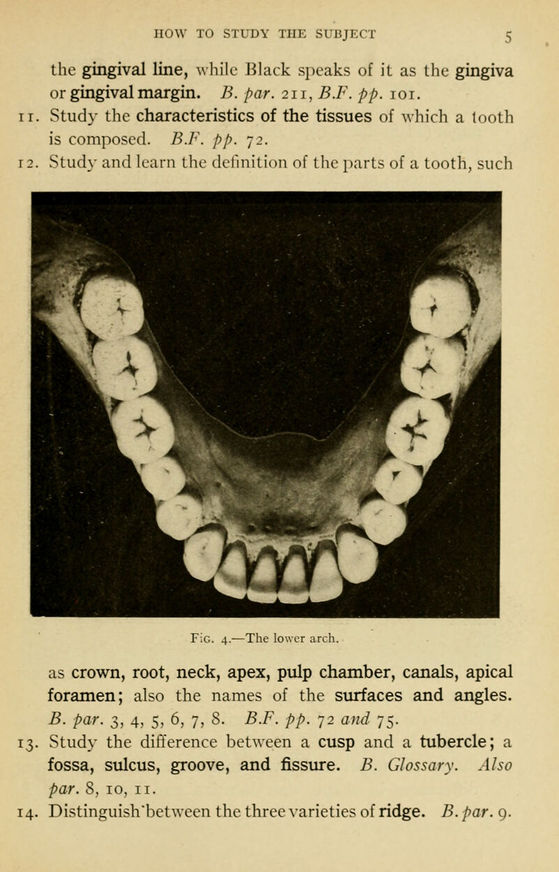 the gingival line, wliile Black speaks of it as the gingiva or gingival margin. B. par. 211, B.F. pp. loi. 11. Study the characteristics of the tissues of which a tooth is composed. B.F. pp. 72. 12. Study and learn the definition of the parts of a tooth, such F;G. 4.—The lower arch. as crown, root, neck, apex, pulp chamber, canals, apical foramen; also the names of the surfaces and angles. B. par. 3, 4, 5, 6, 7, 8. B.F. pp. 72 and 75. 13. Study the difference between a cusp and a tubercle; a fossa, sulcus, groove, and fissure. B. Glossary. Also par. 8, 10, II. 14. Distinguish'between the three varieties of ridge. B. par. 9.