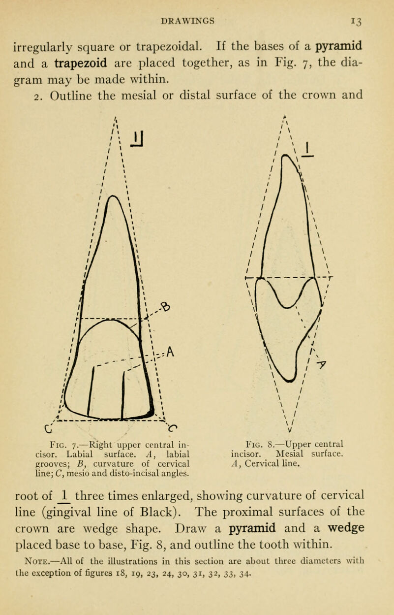 irregularly square or trapezoidal. If the bases of a pyramid and a trapezoid arc placed together, as in Fig. 7, the dia- gram may be made within. 2. Outline the mesial or distal surface of the crown and Fig. 7.—Right upper central in- cisor. Labial surface. A, labial grooves; B, curvature of cervical line; C, mesio and disto-incisal angles. Fig. 8.—Upper central incisor. Mesial surface. A, Cervical line. root of _1_ three times enlarged, showing curvature of cervical line (gingival line of Black). The proximal surfaces of the crown are wedge shape. Draw a pyramid and a wedge placed base to base, Fig. 8, and outline the tooth within. Note.—All of the illustrations in this section are about three diameters with the exception of figures iS, 19, 23, 24, 30, 31, 32, ^s, 34-