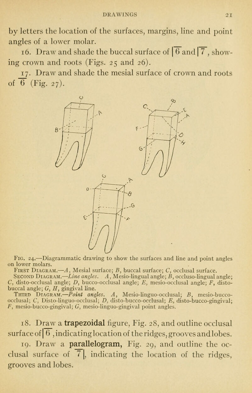 by letters the location of the surfaces, margins, line and point angles of a lower molar. 16. Draw and shade the buccal surface of | 6 and | 7 , show- ing crown and roots (Figs. 25 and 26). 17. Draw and shade the mesial surface of crown and roots of 6 (Fig. 27). Fig. 24.—Diagrammatic drawing to show the surfaces and line and point angles on lower molars. First Diagram.—A, Mesial surface; B, buccal surface; C, occlusal surface. Second Diagram.—Line angles. A, Mesio-lingual angle; B, octiuso-lingual angle; C, disto-occlusal angle; D, bucco-occlusal angle; E, mesio-occlusal angle; F, disto- buccal angle; G, H, gingival line. Third Diagram.—Poi7it angles. A, Mesio-linguo-occlusal; B, mesio-bucco- occlusal; C, Disto-linguo-occlusal; D, dislo-bucco-occlusal; E, disto-bucco-gingival; F, mesio-bucco-gingival; G, mcsio-Hnguo-gingival point angles. 18. Draw a trapezoidal figure, Fig. 28, and outline occlusal surface of I (i , indicating location of the ridges, grooves andlobes. 19. Draw a parallelogram, Fig. 29, and outline the oc- clusal surface of 7 |, indicating the location of the ridges, grooves and lobes.