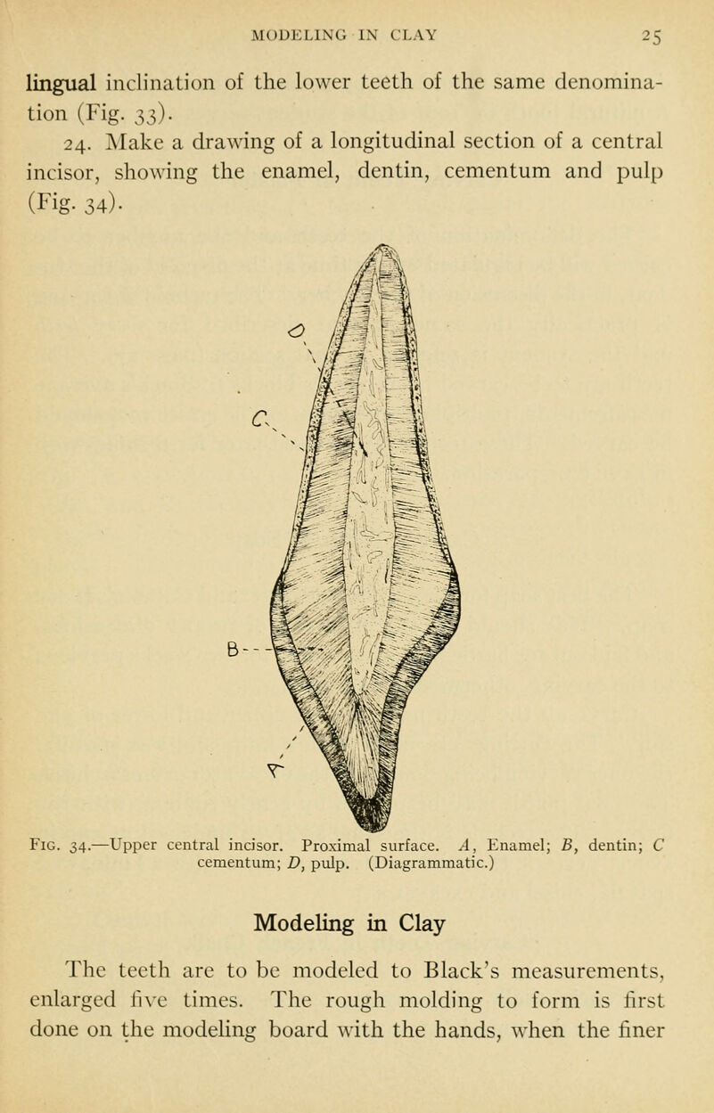 lingual inclination of the lower teeth of the same denomina- tion (Fig. ss)- 24. ]\Iake a drawing of a longitudinal section of a central incisor, showing the enamel, dentin, cementum and pulp (Fig. 34). B--J Fig. 34.—Upper central incisor. Proximal surface. A, Enamel; B, dentin; C cementum; D, pulp. (Diagrammatic.) Modeling in Clay The teeth are to be modeled to Black's measurements, enlarged li\'e times. The rough molding to form is first done on the modeling board with the hands, when the finer