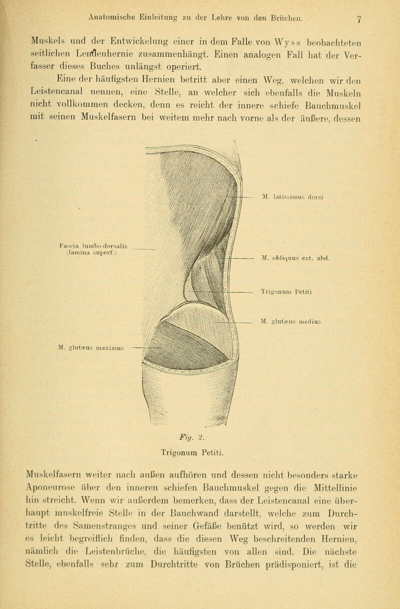 Muskels und der Entwickelung einer in dem Falle von Wyss beobachteten seitlichen Len*Öenhernie zusammenhängt. Seinen analogen Fall hat der Ver- fasser dieses Buches unlängst operiert. Eine der häufigsten Hernien betritt aber einen Weg, welchen wir den Leistencanal nennen, eine Stelle, an welcher sich ebenfalls die Muskeln nicht vollkommen decken, denn es reicht der innere schiefe Bauchmuskel mit seinen Muskelfasern bei weitem mehr nach vorne als der äußere, dessen M. latissimus dorsi Fascia lumbo-clorsalis (lamina superf.) X^' M. obliquus ext. abd. Trigonum Petiti M. glutseus medius M. glutseus maximus Fig. 2. Trigonum Petiti. Muskelfasern weiter nach außen aufhören und dessen nicht besonders starke Aponeurose über den inneren schiefen Bauchmuskel gegen die Mittellinie hin streicht. Wenn wir außerdem bemerken, dass der Leistencanal eine über- haupt muskelfreie Stelle in der Bauchwand darstellt, welche zum Durch- tritte des Samonstranges und seiner Gefäße benützt wird, so werden wir es leicht begreiflich finden, dass die diesen Weg beschreitenden Hernien, nämlich die Leistenbrüche, die häufigsten von allen sind. Die nächste Stelle, ebenfalls sehr zum Durchtritte von Brüchen prädisponiert, ist die