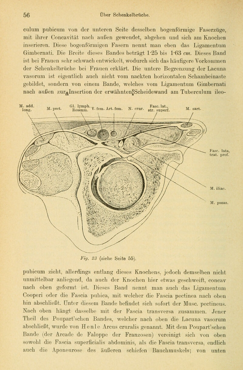 culum pubicum von der unteren Seite desselben bogenförmige Faserzüge, mit ihrer Concavität nach außen gewendet, abgehen und sich am Knochen inserieren. Diese bogenförmigen Fasern nennt man eben das Ligamentum Gimbernati. Die Breite dieses Bandes beträgt 125 bis 1-63 cm. Dieses Band ist bei Frauen sehr schwach entwickelt, wodurch sich das häufigere Vorkommen der Schenkelbrüche bei Frauen erklärt. Die untere Begrenzung der Lacuna vasorum ist eigentlich auch nicht vom nackten horizontalen Schambeinaste gebildet, sondern von einem Bande, welches vom Ligamentum Gimbernati nach außen zur^Insertion der erwähnten|Scheidewand am Tuberculum ileo- M. add. long. M. pect. Kosenm.' ^ ^^^- •^^* ^®'^- N. crur. Fase, lat., str. superf. M. sart. M. iliac. M. psoas. Fig. 23 (siehe Seite 55). pubicum zieht, allerdings entlang dieses Knochens, jedoch demselben nicht unmittelbar anliegend, da auch der Knochen hier etwas geschweift, concav nach oben geformt ist. Dieses Band nennt man auch das Ligamentum Cooperi oder die Fascia pubica, mit welcher die Fascia pectinea nach oben hin abschließt. Unter diesem Bande befindet sich sofort der Muse, pectineus. Nach oben hängt dasselbe mit der Fascia transversa zusammen. Jener Theil des Poupart'schen Bandes, welcher nach oben die Lacuna vasorum abschHeßt, wurde von H e n 1 e Arcus cruralis genannt. Mit dem Poupart'schen Bande (der Arcade de Faloppe der Franzosen) vereinigt sich von oben sowohl die Fascia superficialis abdominis, als die Fascia transversa, endlich auch die Aponeurose des äußeren schiefen Bauchmuskels; von unten