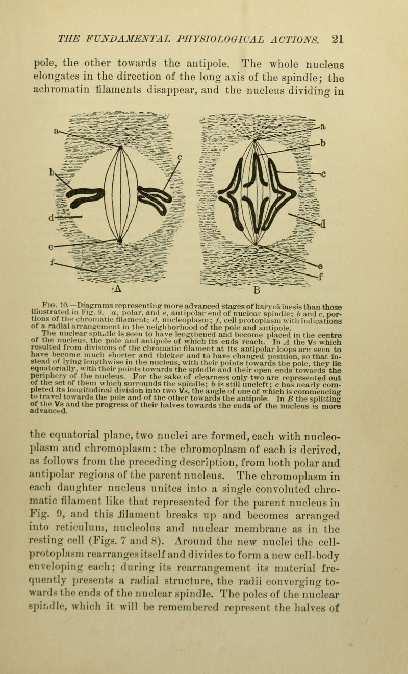 pole, the other towards the antipole. The whole nucleus elongates in the direction of the long axis of the spindle; the achromatin filaments disappear, and the nucleus dividing in *ig. 10.— Diagrams representing more advanced stages of karvokinesis thai) those illustrated in F \z. 9. a, polar, and e, anripolar end of nuclear spindle; b and c, por- tions of the chromatic filament; <Y. nucleoplasm; f, cell protoplasm with indications of a radial arrangement in the neighborhood of the pole and antipole. The nuclear spiudle is seen to have lengthened and become placed in the centre of the nucleus, the pole and antipole of which its ends reach. In A the Vs which resulted from divisions of the chromatic filament at its antipolar loops are seen to have become much shorter and thicker and to have changed position, so that in- stead of lying lengthwise in the nucleus, with their points towards the pole, they lie equatonally, with their points towards the spindle and their open ends towards the periphery of the nucleus. For the sake of clearness only two are represented out or the set of them which surrounds the spindle; b is still uncleft; c has nearly com- pleted its longitudinal division into two Vs, the angle of one of which is commencing to travel towards the pole and of the other towards the antipole. In B the splitting Of the Vs and the progress of their halves towards the ends of the nucleus is more advanced. the equatorial plane, two nuclei are formed, each with nucleo- plasm and chromoplasm : the chromoplasm of each is derived, as follows from the preceding description, from both polar and antipolar regions of the parent nucleus. The chromoplasm in each daughter nucleus unites into a .single convoluted chro- matic filament like that represented for the parent nucleus in Pig. 9, and this filament breaks up and becomes arranged into reticulum, nucleolus and nuclear membrane as in the resting cell (Figs. 7 and 8). Around the new nuclei the cell- protoplasm rearranges itself and divides to form anew cell-body enveloping each; during its rearrangement its material fre- quently presents a radial structure, the radii converging to- wards the ends of the nuclear spindle. The poles of the nuclear Bpindle, which it will be remembered represent the halves of