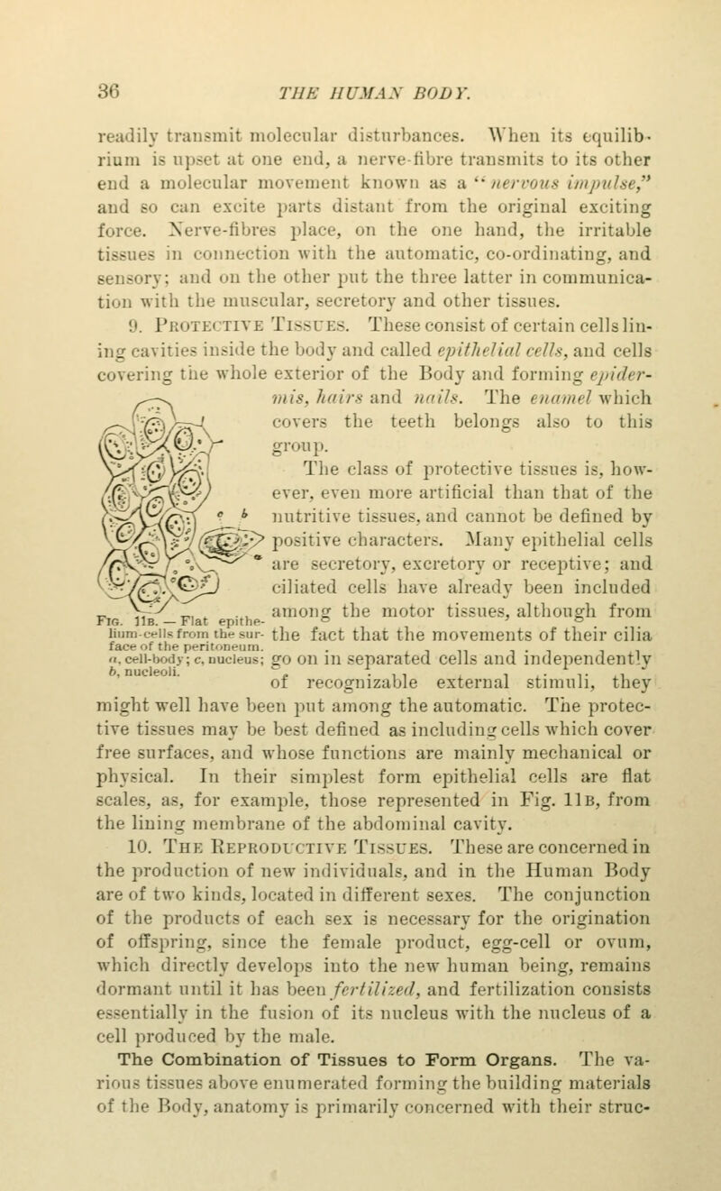 readily transmit molecular disturbances. When its equilib- rium is upset at one end, a nerve-fibre transmits to its other end a molecular movement known as & nervous impulse and so can excite parts distant from the original exciting force. Nerve-fibrea place, on the one hand, the irritable tissues in connection with the automatic, co-ordinating, and sory; and on the other put the three latter in communica- tion with the muscular, secretory and other tissues. !•. Pbotecttve Tissues. These consist of certain cells lin- ing cavities inside the body and called epithelial cells, and cells covering the whole exterior of the Body and forming epider- mis, hairs and nails. The enamel which covers the teeth belongs also to this group. The class of protective tissues is, how- ever, even more artificial than that of the b nutritive tissues, and cannot be defined by '(.-;•;•> positive character.-. Many epithelial cells are secretory, excretory or receptive; and '^'/C--!^-J ciliated cells have already been included _ \/s among the motor tissues, although from Fm. 11b.—Flat epithe- c & Bum-cells from the sur- the fact that the movements of their cilia face of the peritoneum. . . •i. ceii-botiy; c, nucleus; go on in separated cells and independent'v b, nucleoli. -ii i , - ■ t . i ot recognizable external stimuli, they might well have been put among the automatic. The protec- tive tissues may be best defined as including cells which cover free surfaces, and whose functions are mainly mechanical or physical. In their simplest form epithelial cells are flat scales, as, for example, those represented in Fig. 11b, from the lining membrane of the abdominal cavity. 10. The Reproductive Tissues. These are concerned in the production of new individuals, and in the Human Body are of two kinds, located in different sexes. The conjunction of the products of each sex is necessary for the origination of offspring, since the female product, egg-cell or ovum, which directly develops into the new human being, remains dormant until it has been fertilized, and fertilization consists itially in the fusion of its nucleus with the nucleus of a cell produced by the male. The Combination of Tissues to Form Organs. The va- rious tissues above enumerated forming the building materials of the Body, anatomy is primarily concerned with their struc-