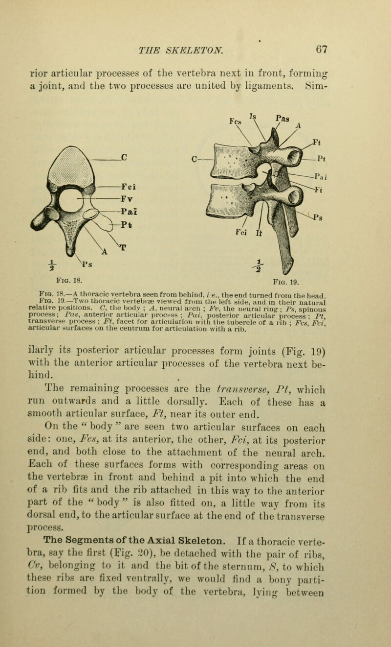 rior articular processes of the vertebra next in front, forming a joint, and the two processes are united by ligaments. >Sim- Fig. 18. Fig. 19. Fig. 18.—A thoracic vertebra seen from behind, i.e., the end turned from the head Fig. 19.—Two thoracic vertebra? viewed from the left side, and in their natural relative positions. C, the body ; A, neural aicti ; Fi\ the neural ring ; Ps, spinous process; Pas, anterior articular process ; Pui, posterior articular process; Pt transverse process : Ft, facet for articulation with the tubercle of a rib ; Fes, Fci' articular surfaces on the centrum for articulation with a rib. ilarly its posterior articular processes form joints (Fig. 19) with the anterior articular processes of the vertebra next be- hind. The remaining processes are the transverse, Pt, which run outwards and a little dorsally. Each of these has a smooth articular surface, Ft, near its outer end. On the  body  are seen two articular surfaces on each side: one, Fes, at its anterior, the other, Fci, at its posterior end, and both close to the attachment of the neural arch. Each of these surfaces forms with corresponding areas on the vertebrae in front and behind a pit into which the end of a rib fits and the rib attached in this way to the anterior part of the body is also fitted on, a little way from its dorsal end, to the articular surface at the end of the transverse proce The Segments of the Axial Skeleton. If a thoracic verte- bra, say the first (Fig. 20), be detached with the pair of ribs, Ov, belonging to it and the bit of the sternum, S, to which these ribs are fixed vcntndlv, we would find a bony parti- tion formed by the body of the vertebra, lying between