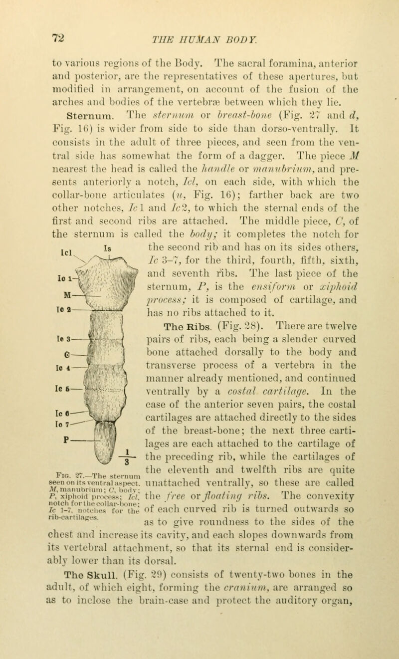 to various regions of the Body. The sacral foramina, anterior and posterior, are the representatives <»f these apertures, but modified in arrangement, on account of the fusion of the arches and bodies of the vertebra between which they lie. Sternum. The sternum or breast-bone (Fig. '.; and d. Pig. lti) is wiilci- from side to side than dorso-ventrally. It (•.insists in the adult of three pieces, and seen from the ven- tral side has somewhat the form of a dagger. The piece 1/ nearest the head is called the handle or manubrium, and pre- sents anteriorly a notch, Tel, on each side, with which the collar-bone articulates (m, Fig. 16); farther hack are two other notches. A-1 and Tc2, to which the sternal ends of the tiist and second ribs are attached. The middle piece, r, of the sternum is called the body; it completes the notch for the second rib and has on its sides others. ft; 3-7, for the third, fourth, fifth, sixth, and seventh ribs. The last piece of the sternum, P, is the ensiform or xiphoid process; it is composed of cartilage, ami has no ribs attached to it. The Ribs. (Fig. 28). There are twelve pairs of ribs, each being a slender curved bone attached dorsally to the body and transverse process of a vertebra in the manner already mentioned, and continued vent rally by a cosh!/ cartilage. In the case of the anterior seven pairs, the costal cartilages are attached directly to the sides of the breast-hone; the next three carti- lages are each attached to the cartilage of the preceding rib, while the cartilages of the eleventh and twelfth ribs are <|uite Men on its ventral aspect! unattached ventrallv, so these are called M,manubrium; r. body; , . _» , . ' ., m1 p, xiphoid process: id, the free or floating ribs. Lhe convexity notch for tbe collar-bone; ,. ' , -, •,' • j i /<• l-r. notches tor the oi each curved rib is turned outwards so as to give roundness to the sides of the chest and increase its cavity, and each slopes downwards from its vertebral attachment, so that its sternal end is consider- ably lower than its dorsal. The Skull. (Fig. 29) consists of twenty-two hones in the adult, of which eight, forming the cranium, are arranged so as to inclose the brain-case and protect the auditory organ, Fig. 87.—The sternum seen