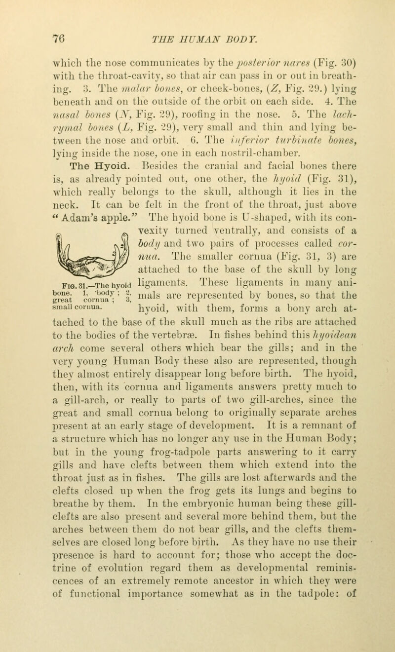 which the nose communicates by the posterior nares (Fig. 30) with the throat-cavity, so thai air can pass in or out in breath- ing. :'>. The malar bones, or cheek-bones, (Z, Fig. 29.) lying beneath and on the outside of the orbit on each side. 4. The nasal bones (V. Fig. 29), roofing in the nose. 5. The lach- rymal bones (A. Fig. *-'!>), very small and thin and lying be- tween tin' nose and orbit. G. The inferior turbinate bones, lying inside the nose, one in each nostril-chamber. The Hyoid. Besides the cranial and facial hones there is, as already pointed out, one other, the hyoid (Fig. 31), which really belongs to the skull, although it lies in the neck. It can be felt in the front of the throat, just above Adam's apple. The hyoid bone is U-shaped, with its con- vexity turned ventrally, and consists of a body and two pairs of processes called cor- nua. The smaller cornua (Fig. 31, 3) are attached to the base of the skull by long fig.3i^The hyoi.i ligaments. These ligaments in many ani- K?eat cornua5-; 3 nu^s are represented by bones, so that the small cornua. hyoid, with them, forms a bony arch at- tached to the base of the skull much as the ribs are attached to the bodies of the vertebra?. In fishes behind this hyoidean arch come several others which bear the gills; and in the very young Human Body these also are represented, though they almost entirely disappear long before birth. The hyoid, then, with its cornua and ligaments answers pretty much to a gill-arch, or really to parts of two gill-arches, since the great and small cornua belong to originally separate arches present at an early stage of development. It is a remnant of a structure which has no longer any use in the Unman Body; but in the young frog-tad pole parts answering to it carry gills and have clefts between them which extend into the throat just as in fishes. The gills are lost afterwards and the clefts closed up when the frog gets its lungs and begins to breathe by them. In the embryonic human being these gill- clefts are also present and several more behind them, but the arches between them do not bear gills, and the clefts them- selves are closed long before birth. As they have no use their presence is hard to account for; those who accept the doc- trine of evolution regard them as developmental reminis- cences of an extremely remote ancestor in which they were of functional importance somewhat as in the tadpole: of