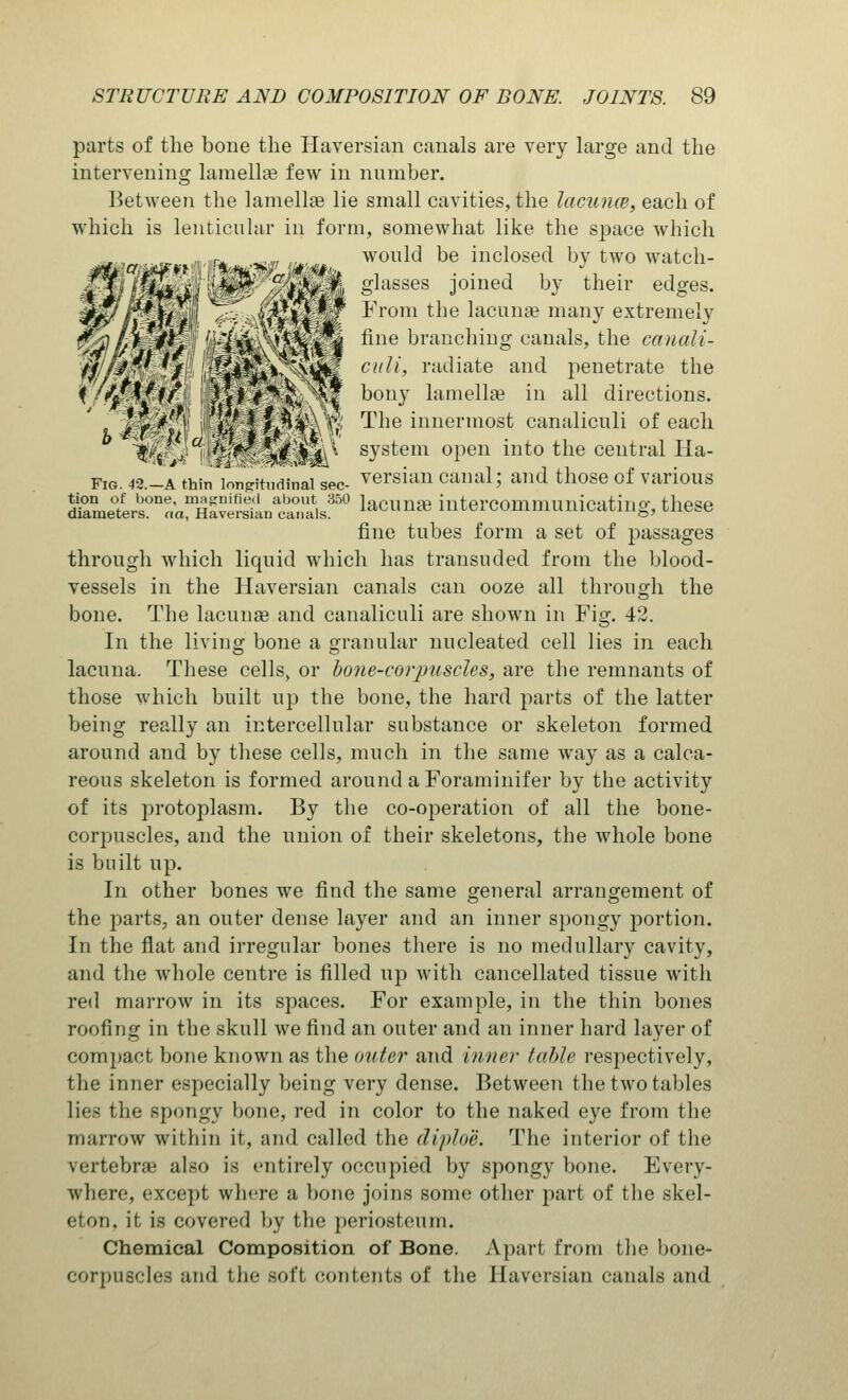 parts of the bone the Haversian canals are very large and the intervening lamella? few in number. Between the lamellae lie small cavities, the lacunce, each of which is lenticular in form, somewhat like the space which „.,«*, .,,„,, would be inclosed by two watch- 1 $*i*iU) -J$?? vfy^m. §^asses joined by their edges. /t-i; jm&gp? yjjmm si,iooco Jwmcu ,jj tiici1 cuse&- ^/)WM <&?■-WWm. Fl'0m the lacunai many extremely O/SrV^ rt^S^W fine bnuichin» canals> tlie cawafo'- fti&W,■',;/.'■ ,!^4^i>>*N^M c^'' rac^ate an(i penetrate the i fjfr.\£'if' ffil-#^Vv ^ bony lamella? in all directions. z. Wt'r^i \ ^'M':\%^%'^' Tlje innermost canaliculi of each t'j /''^ Vh  system open into the central Ha- Fig.42.-a thin k»nRitudinai sec- versian canal; and those of various &^naarHfvSn^Il35° laclia3 intercommunicating, these fine tubes form a set of passages through which liquid which has transuded from the blood- vessels in the Haversian canals can ooze all through the bone. The lacunae and canaliculi are shown in Fig. 42. In the living bone a granular nucleated cell lies in each lacuna. These cells, or bone-corjmscles, are the remnants of those which built up the bone, the hard parts of the latter being really an intercellular substance or skeleton formed around and by these cells, much in the same way as a calca- reous skeleton is formed around a Foraminifer by the activity of its protoplasm. By the co-operation of all the bone- corpuscles, and the union of their skeletons, the whole bone is built up. In other bones we find the same general arrangement of the parts, an outer dense layer and an inner spongy portion. In the flat and irregular bones there is no medullary cavity, and the whole centre is filled up with cancellated tissue with red marrow in its spaces. For example, in the thin bones roofing in the skull we find an outer and an inner hard layer of compact bone known as the outer and inner table respectively, the inner especially being very dense. Between the two tables lies the spongy bone, red in color to the naked eye from the marrow within it, and called the diploe. The interior of the vertebra? also is entirely occupied by spongy bone. Every- where, except where a bone joins some other part of the skel- eton, it is covered by the periosteum. Chemical Composition of Bone. Apart from the bone- corpuscles and the soft contents of the Eaversian canals and