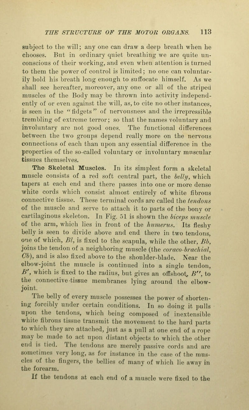 subject to the will; any one can draw a deep breath when lie chooses. But in ordinary quiet breathing we are quite un- conscious of their working, and even when attention is turned to them the power of control is limited; no one can voluntar- ily hold his breath long enough to suffocate himself. As we shall see hereafter, moreover, any one or all of the striped muscles of the Body may be thrown into activity independ- ently of or even against the will, as, to cite no other instances, is seen in the fidgets of nervousness and the irrepressible trembling of extreme terror; so that the names voluntary and involuntary are not good ones. The functional differences between the two groups depend really more on the nervous connections of each than upon any essential difference in the properties of the so-called voluntary or involuntary muscular tissues themselves. The Skeletal Muscles. In its simplest form a skeletal muscle consists of a red soft central part, the belly, which tapers at each end and there passes into one or more dense white cords which consist almost entirely of white fibrous connective tissue. These terminal cords are called the tendons of the muscle and serve to attach it to parts of the bony or cartilaginous skeleton. In Fig. 51 is shown the biceps muscle of the arm, which lies in front of the humerus. Its fleshy belly is seen to divide above and end there in two tendons, one of which, Bl, is fixed to the scapula, while the other, Bb, joins the tendon of a neighboring muscle (the coraco-brachial, Cb), and is also fixed above to the shoulder-blade. Near the elbow-joint the muscle is continued into a single tendon, B', which is fixed to the radius, but gives an offshoot^ B, to the connective-tissue membranes lying around the elbow- joint. The belly of every muscle possesses the power of shorten- ing forcibly under certain conditions. In so doing it pulls upon the tendons, which being composed of inextensible white fibrous tissue transmit the movement to the hard parts to which they are attached, just as a pull at one end of a rope may be made to act upon distant objects to which the other end is tied. The tendons are merely passive cords and are sometimes rery long, as for instance in tin; case of the mus- cles of tin- fingers, the bellies of many of which lie away in the forearm. If the tendons at each end of a muscle were fixed to the