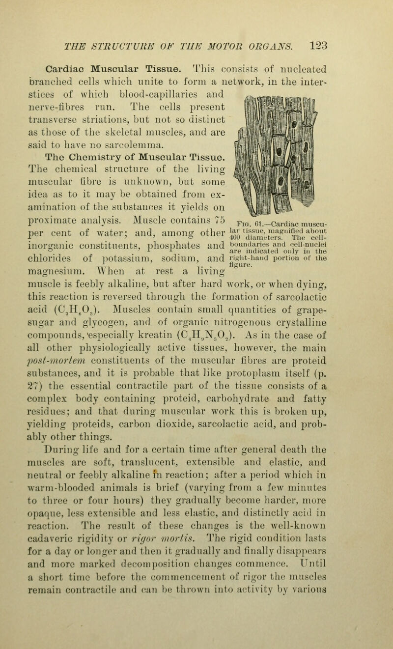 Cardiac Muscular Tissue. This consists of nucleated branched cells which unite to form a network, in the inter- stices of which blood-capillaries and nerve-fibres run. The cells present transverse striations, but not so distinct as tbose of the skeletal muscles, and are said to have no sarcolemma. The Chemistry of Muscular Tissue. The chemical structure of the living muscular fibre is unknown, but some idea as to it may be obtained from ex- amination of the substances it yields on proximate analysis. Muscle contains 75 FlG.7i.-cardiac muscu- per cent of water; and, among other %t^J^t%&*%£ inorganic constituents, phosphates and boundaries and cell-nuclei °. . . are indicated only in the Chlorides of potassium, Sodium, and right-hand portion of the magnesium. When at rest a living muscle is feebly alkaline, but after hard work, or when dying, this reaction is reversed through the formation of sarcolactic acid (C3H603). Muscles contain small quantities of grape- sugar and glycogen, and of organic nitrogenous crystalline compounds,'especially kreatin (C4H9Ns0a). As in the case of all other physiologically active tissues, however, the main post-mortem constituents of the muscular fibres are proteid substances, and it is probable that like protoplasm itself (p. 27) the essential contractile part of the tissue consists of a complex body containing proteid, carbohydrate and fatty residues; and that during muscular work this is broken up, yielding proteids, carbon dioxide, sarcolactic acid, and prob- ably other things. During life and for a certain time after general death the muscles are soft, translucent, extensible and elastic, and neutral or feebly alkaline in reaction; after a period which in warm-blooded animals is brief (varying from a few minutes to three or four hours) they gradually become harder, more opaque, less extensible and less elastic, and distinctly acid in reaction. The result of these changes is the well-known cadaveric rigidity or rigor vior/is. The rigid condition lasts for a day or longer and t hen it gradually and finally disappears and more marked decomposition changes commence. Until a Bhort time before the commencement of rigor the muscles remain contractile and can he thrown into activity by various
