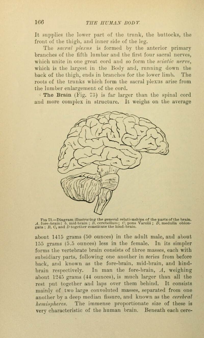 It supplies tlie lower part of the trunk, the buttocks, the front of the thigh, and inner side of the leg. The sacral plexus is formed by the anterior primary branches of the fifth lumbar and the first four sacral nerves, which unite in one great cord and so form the sciatic nerve, which is the largest in the Body and, running down the back of the thigh, ends in branches for the lower limb. The roots of the trunks which form the sacral plexus arise from the lumber enlargement of the cord. The Brain (Fig. I'd) is far larger than the spinal cord and more complex in structure. It weighs on the average Fig 73.—Diagram illustraiir.gr the general relationships of the parts of the brain. A. fore-brain: b. midbrain ; B. cerebellum; ('. pons Varolii ; D, medulla oblon- gata ; B, C, and D together constitute the hind-brain. about 1415 grams (50 ounces) in the adult male, and about 155 grams (5.5 ounces) less in the female. In its simpler forms the vertebrate brain consists of three masses, each with subsidiary parts, following one another in series from before back, and known as the fore-brain, mid-brain, and hind- brain respectively. In man the fore-brain. A, weighing about 1245 grams (44 ounces), is much larger than all the rest put together and laps over them behind. It consists mainly of two large convoluted masses, separated from one another by a deep median fissure, and known as the cerebral hemispheres. The immense proportionate size of these is very characteristic of the human brain. Beneath each cere-