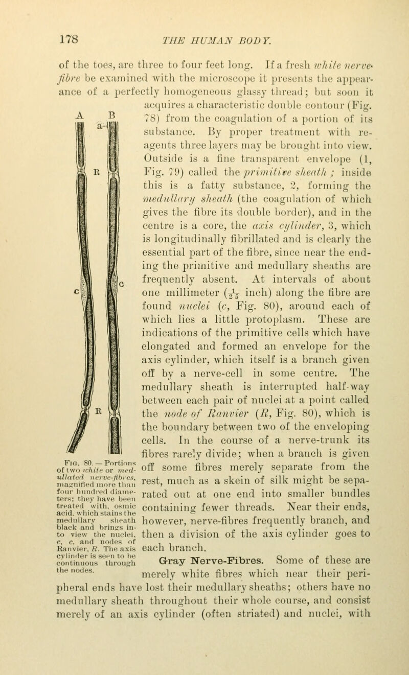 of the toes, are three to four feel long. Efa fresh white nerve' fibre be examined with the microscope it presents the appear- ance of a perfectly homogeneous glassy thread; but soon it acquires a characteristic double contour (Fig. 78) from the coagulation of a portion of its substance. By proper treatment with re- agents three layers may be broughl into view. Outside is a fine transparent envelope (1, Fig. 79) called the primitive sheath ; inside this is a fatty substance, 2, forming the medullary sheath (the coagulation of which gives the fibre its double border), and in the centre is a core, the axis cylinder, 3, which is longitudinally fibrillated and is clearly the essential part of the fibre, since near the end- ing the primitive and medullary sheaths are frequently absent. At intervals of about one millimeter (^ inch) along the fibre are found nuclei (c, Fig. 80), around each of which lies a little protoplasm. These are indications of the primitive cells which have elongated and formed an envelope for the axis cylinder, which itself is a branch given off by a nerve-cell in some centre. The medullary sheath is interrupted half-way between each pair of nuclei at a point called the node of Ranvier (R, Fig. SO), which is the boundary between two of the enveloping cells. In the course of a nerve-trunk its fibres rarely divide; when a branch is given on wo whiTe orrtm?a- off some fibres merely separate from the SSLdtZfti.™ rest> much as a skein of silk misht be sePa- four hundred diame- nitc(| 0llt at one enfl jnt0 smaller bundles ters: they nave linen treated with, osmic containing fewer threads. Near their ends, acid, which stains the ° medullary sheath however, nerve-fibres frequently branch, and black and brines in- . . . , . .. , to view the nuclei, then a division of the axis cylinder goes to c. c, and Les of Ranvier. R. The axis cylinder is seen to he continuous through the nodes. each branch. Gray Nerve-Fibres. Some of these are merely white fibres which near their peri- pheral ends have lost their medullary sheaths; others have no medullary sheath throughout their whole course, and consist merely of an axis cylinder (often striated) and nuclei, with