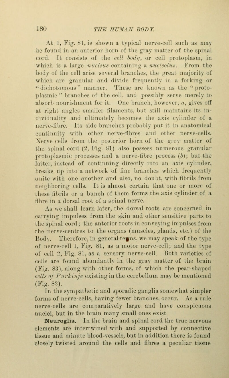 At 1, Fig. 81, is shown a typical nerve-cell such as may be found in an anterior horn of the gray matter of the spinal cord. It consists of the cell body, or cell protoplasm, in which is a large nucleus containing a nucleolus. From the body of the cell arise several branches, the great majority of which are granular and divide frequently in a forking or dichotomous manner. These are known as the proto- plasmic '* branches of the cell, and possibly serve merely to absorb nourishment for it. One branch, however, a, gives off at right angles smaller filaments, but still maintains its in- dividuality and ultimately becomes the axis cylinder of a nerve-fibre. Its side branches probably put it in anatomical continuity with other nerve-fibres and other nerve-cells. Nerve cells from the posterior horn of the grey matter of the spinal cord (2, Fig. 81) also possess numerous granular protoplasmic processes and a nerve-fibre process (b)\ but the latter, instead of continuing directly into an axis cylinder, breaks up into a network of fine branches which frequently unite with one another and also, no doubt, with fibrils from neighboring cells. It is almost certain that one or more of these fibrils or a bunch of them forms the axis cylinder of a fibre in a dorsal root of a spinal nerve. As we shall learn later, the dorsal roots are concerned in carrying impulses from the skin and other sensitive parts to the spinal cord; the anterior roots in conveying impulses from the nerve-centres to the organs (muscles, glands, etc.) of the Body. Therefore, in general te|ms, we may speak of the type of nerve-cell 1, Fig. 81, as a motor nerve-cell; and the type of cell 2, Fig. 81, as a sensory nerve-cell. Both varieties of cells are found abundantly in the gray matter of the brain (Fig. 83), along with other forms, of which the pear-shaped cells of Purkinje existing in the cerebellum may be mentioned (Fig. 82). In the sympathetic and sporadic ganglia somewhat simjfier forms of nerve-cells, having fewer branches, occur. As a rule nerve-cells are comparatively large and have conspicuous nuclei, but in the brain many small ones exist. Neuroglia. In the brain and spinal cord the true nervous elements are intertwined with and supported by connective tissue and minute blood-vessels, but in addition there is found closely twisted around the cells and fibres a peculiar tissue